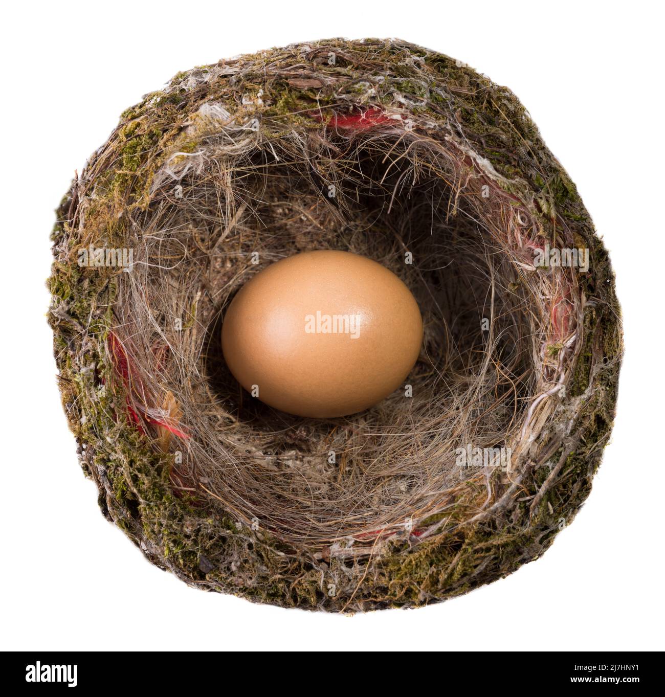 Gelbes Ei im hölzernen Vogelnest isoliert auf dem weißen Hintergrund. Natürliches Brid Nest Draufsicht. Stockfoto