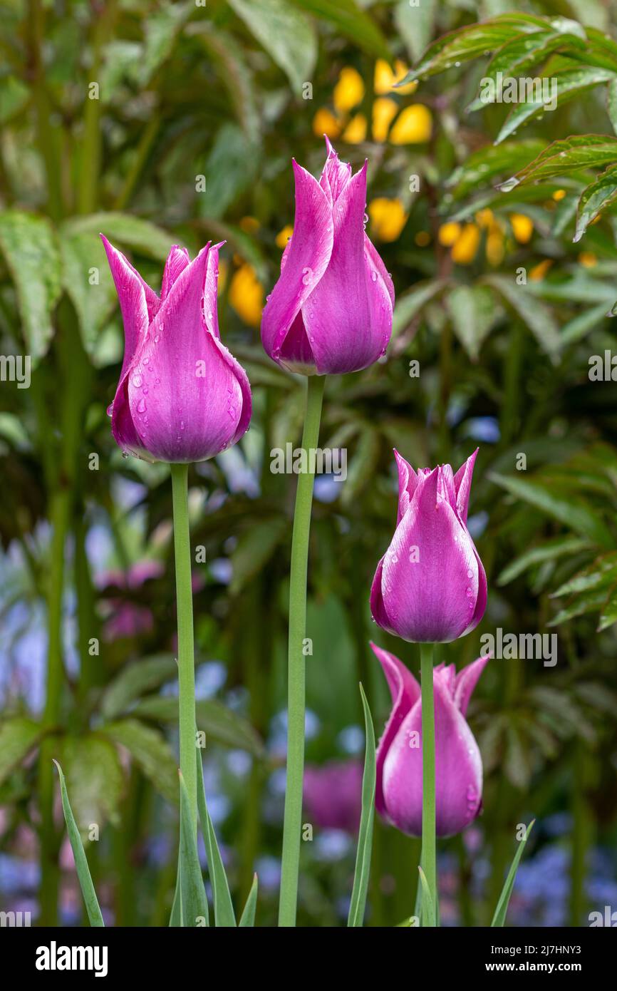 Lila Lilie blühende Tulpen Ballade mit Regentropfen Stockfoto