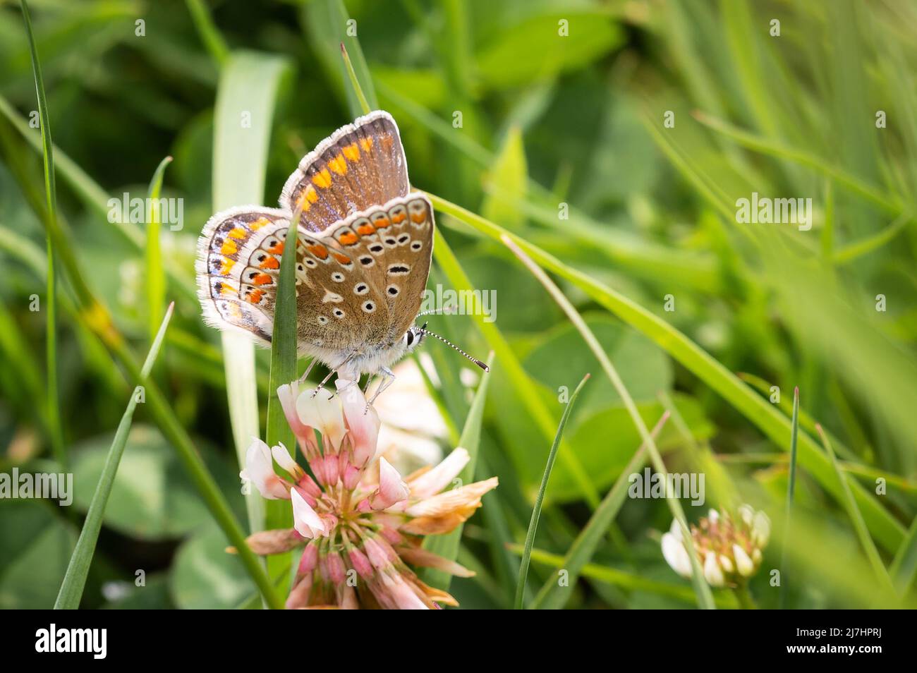 Gewöhnliches blaues Schmetterlingsweibchen auf rotem Kleeblatt Stockfoto