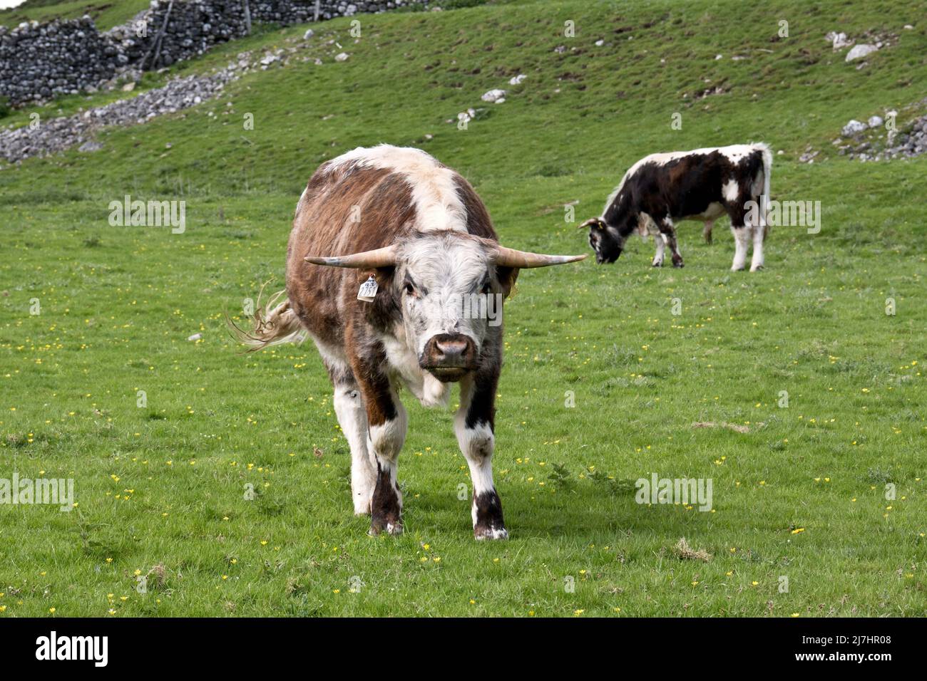 Ein Longhorn-Bullock, eine traditionelle Rinderrasse, grast in Grassington im Yorkshire Dales National Park, Großbritannien Stockfoto