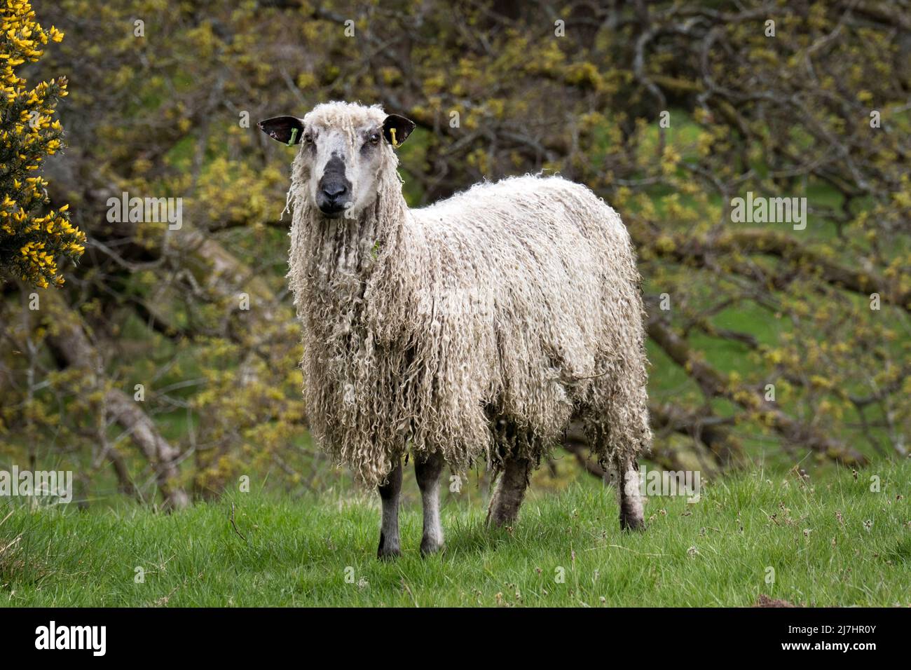 Ein Teeswater ewe, siehe Wray, Lancashire. Die Teeswater ist eine seltene Rasse von Langwolle Schafe ursprünglich aus Teesdale in der Grafschaft Durham. Stockfoto
