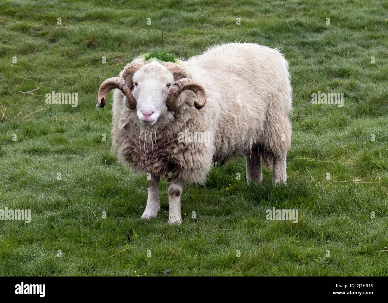 Ein Widder aus Whitesfaced Woodland, Stainforth, North Yorkshire, Großbritannien. Die Whitefaced Woodland ist eine seltene Rasse von gehörnten Hügel Schafe. Stockfoto