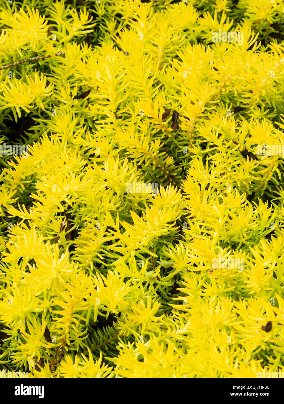 Stachelige, satte gelbe Blätter des winterharten Teppichs, schiefe gelbe Steinkugeln, Sedum rupestre 'Angelina' Stockfoto
