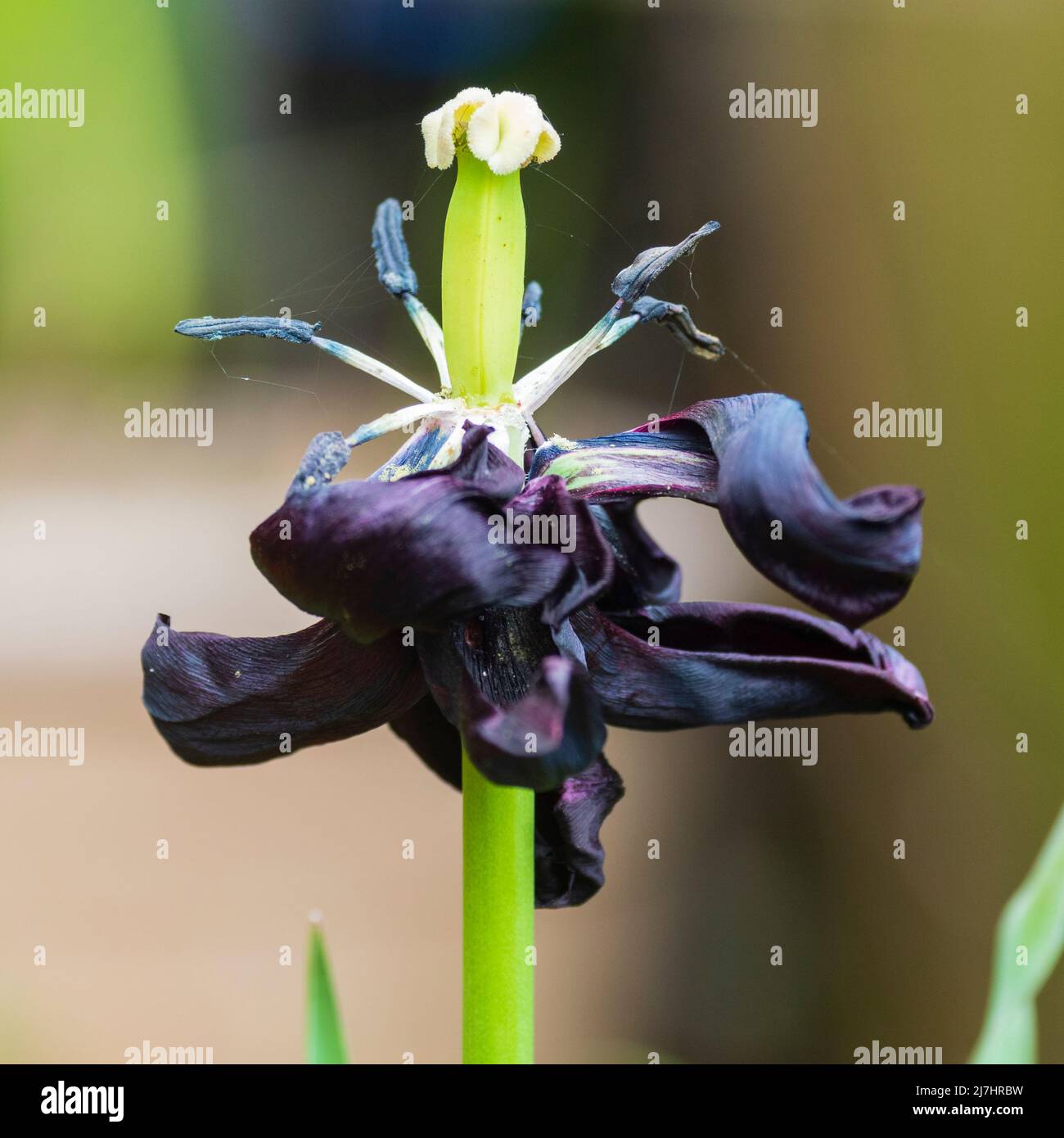 Herabfallende Blütenblätter der Tulpenkönigin der Nacht, die Staubgefäße und Antheren freilegt, wenn die Blume stirbt Stockfoto