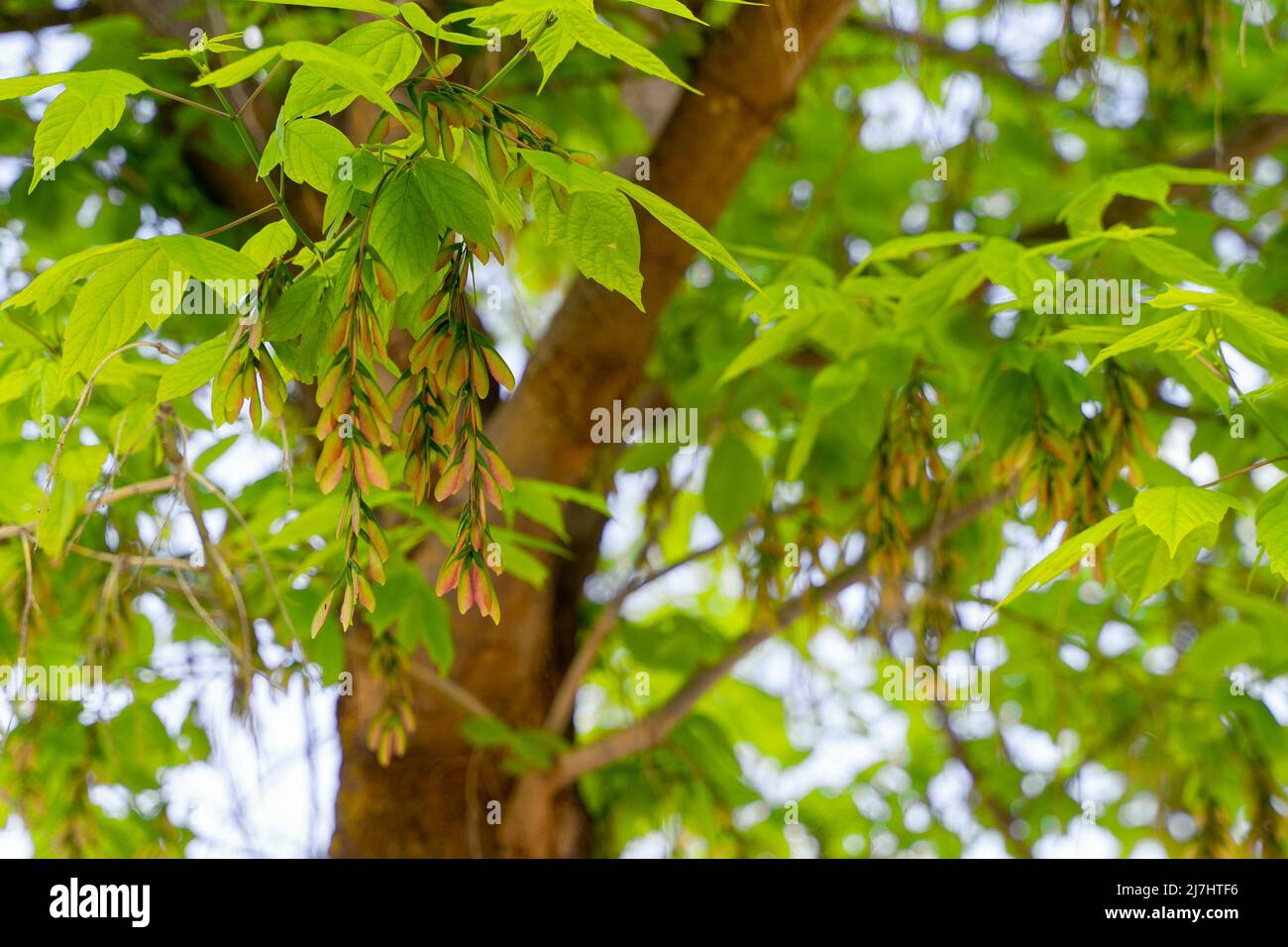 Selektiver Fokus eines Ahorns (Acer pseudoplatanus) Blätter und Früchte im Frühling mit verschwommenem Hintergrund Stockfoto