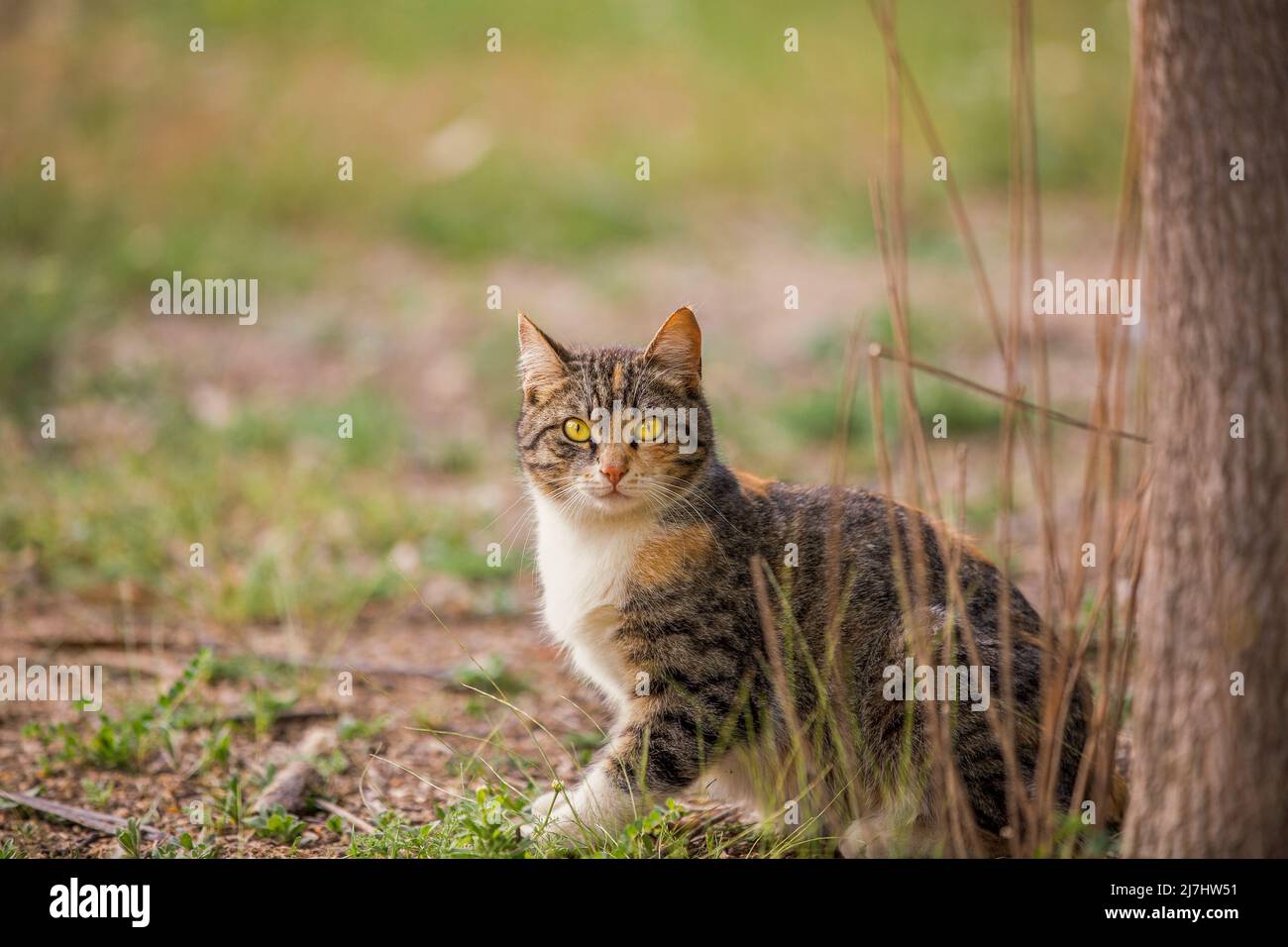 Tabby Katze mit gelben Augen Stockfoto