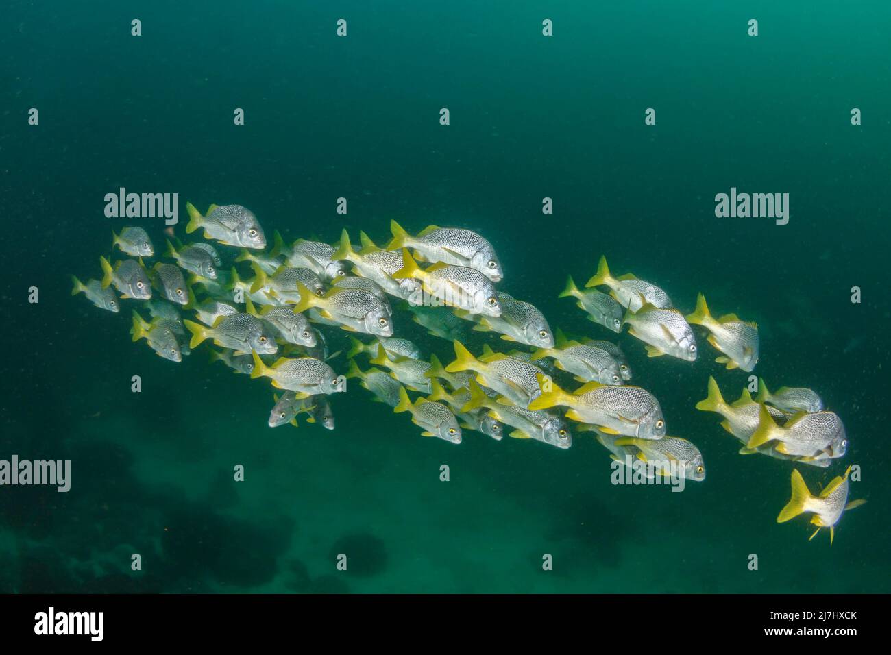 Der Schuling Yellowtail Grunt, Anisotremus interruptus, wird auch als Burrito Grunts, Galapagos-Inseln, Ecuador, bezeichnet. Stockfoto