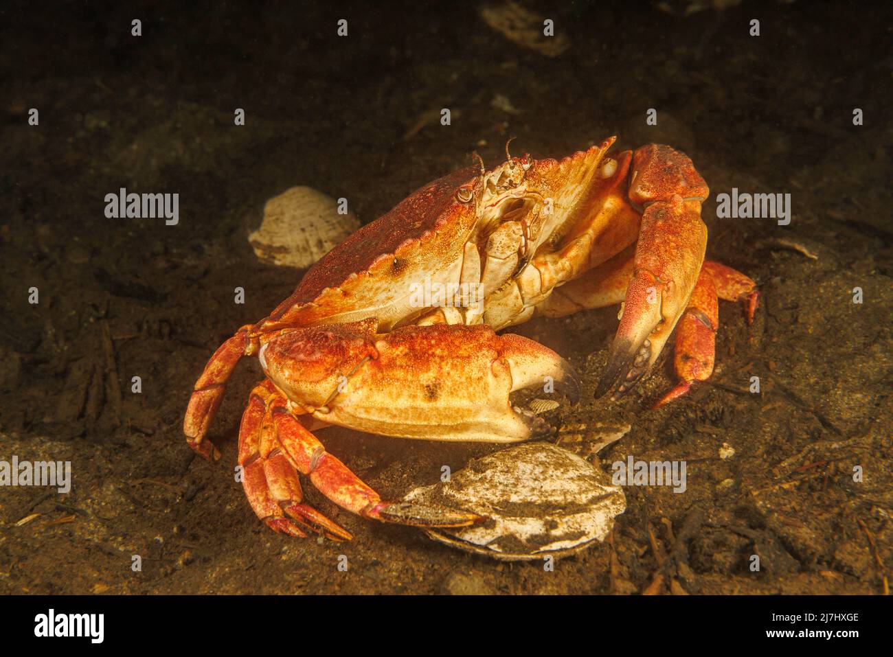 Die Dungeness-Krabbe, Metacarcinus Magister, ehemals Cancer Magister, stammt aus dem Nordostpazifik, von Alaska bis Mexiko, und ist eine wichtige Stockfoto