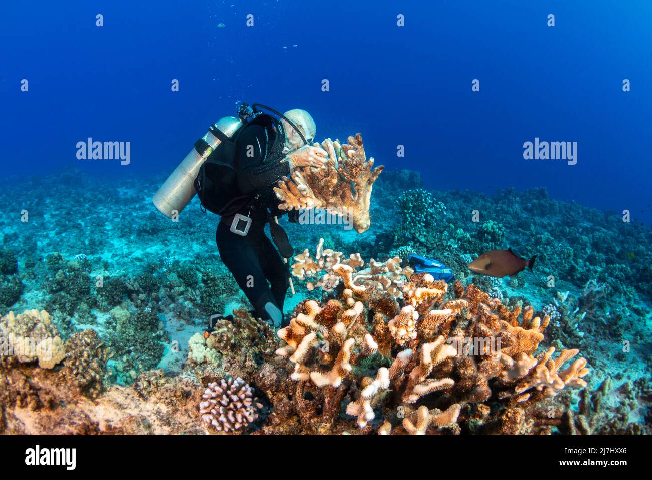 John Gorman vom MOC Marine Institute, der einen zerbrochenen Stand aus Geweih-Korallen zur Aufklebung im Molokini Marine Preserve vor der Insel Maui umzog Stockfoto