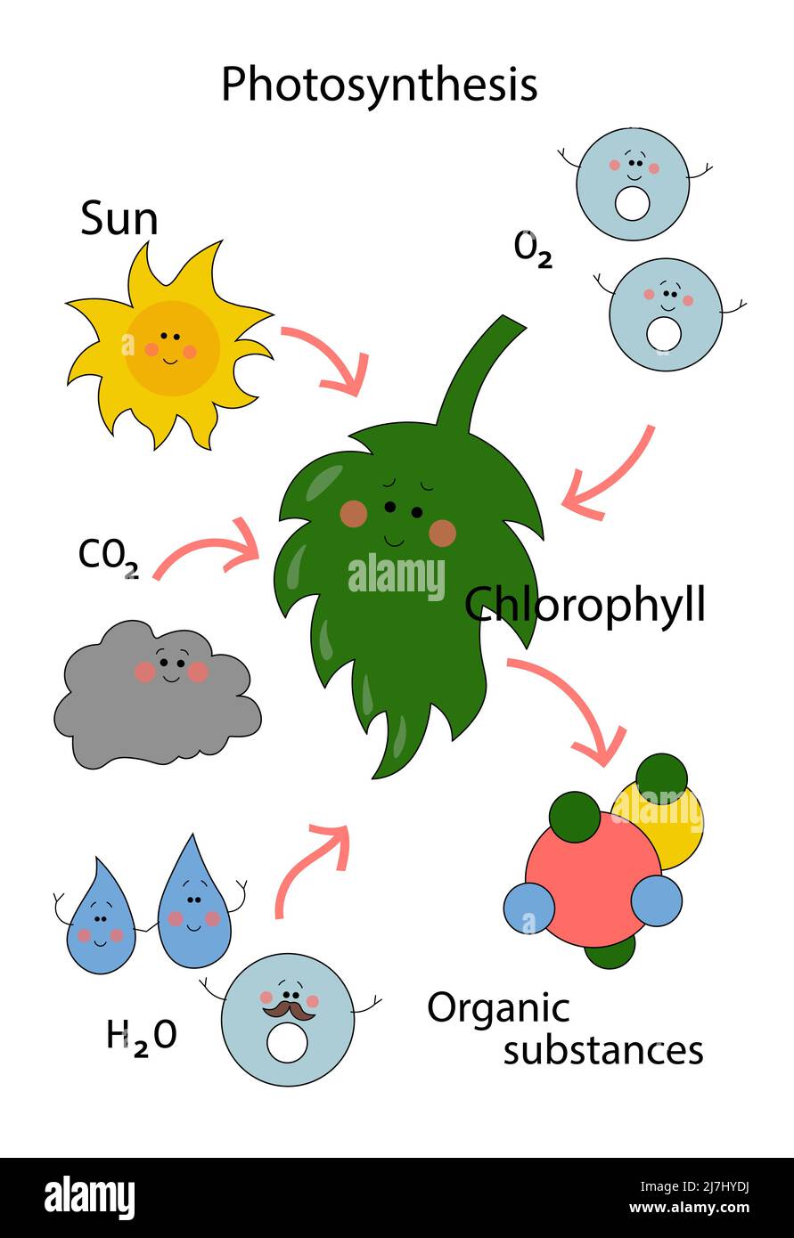 Grünes Cartoon-Schema der Photosynthese in Pflanzen Stock Vektor
