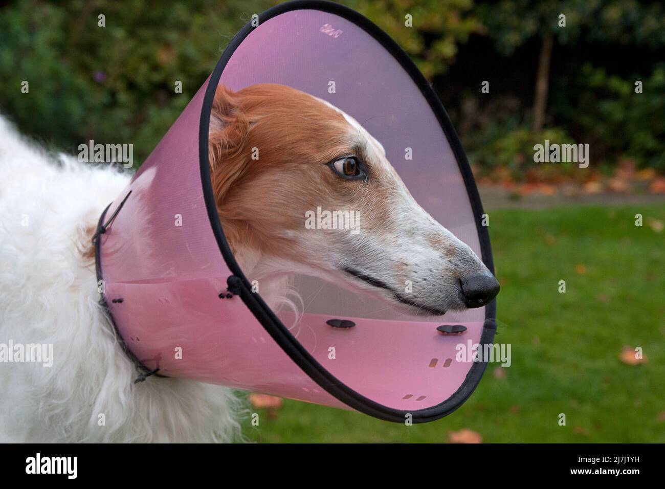 greyhound lurcher Hund in der medizinischen Erholung Anti-Kratzer-Kragen Stockfoto