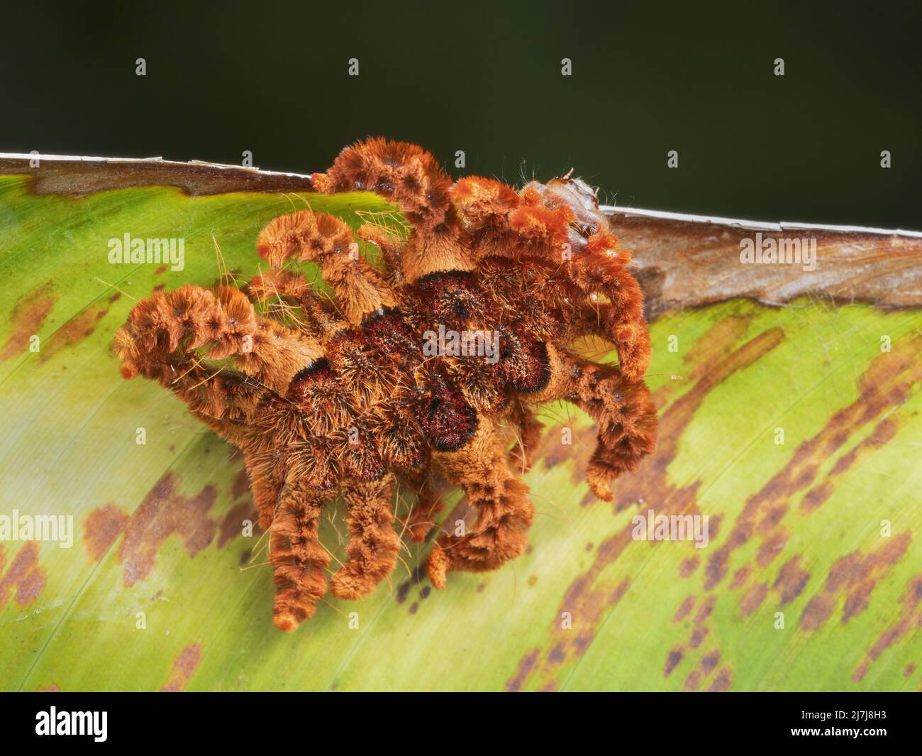 Phobetron hipparchia Fotos und Bildmaterial in hoher Auflösung Alamy