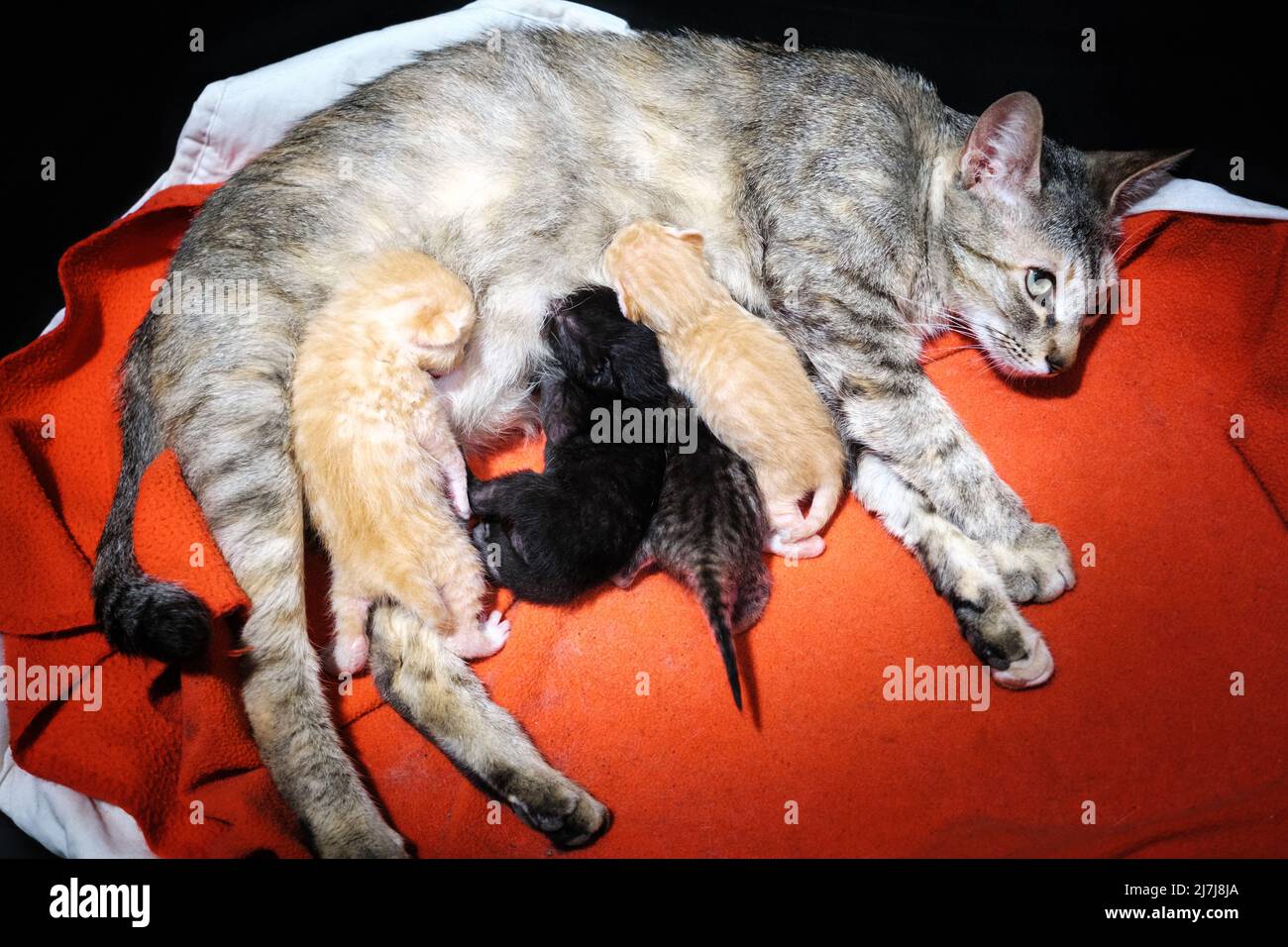 Eine Katze füttert ihren Wurf neugeborener Kätzchen. Stockfoto
