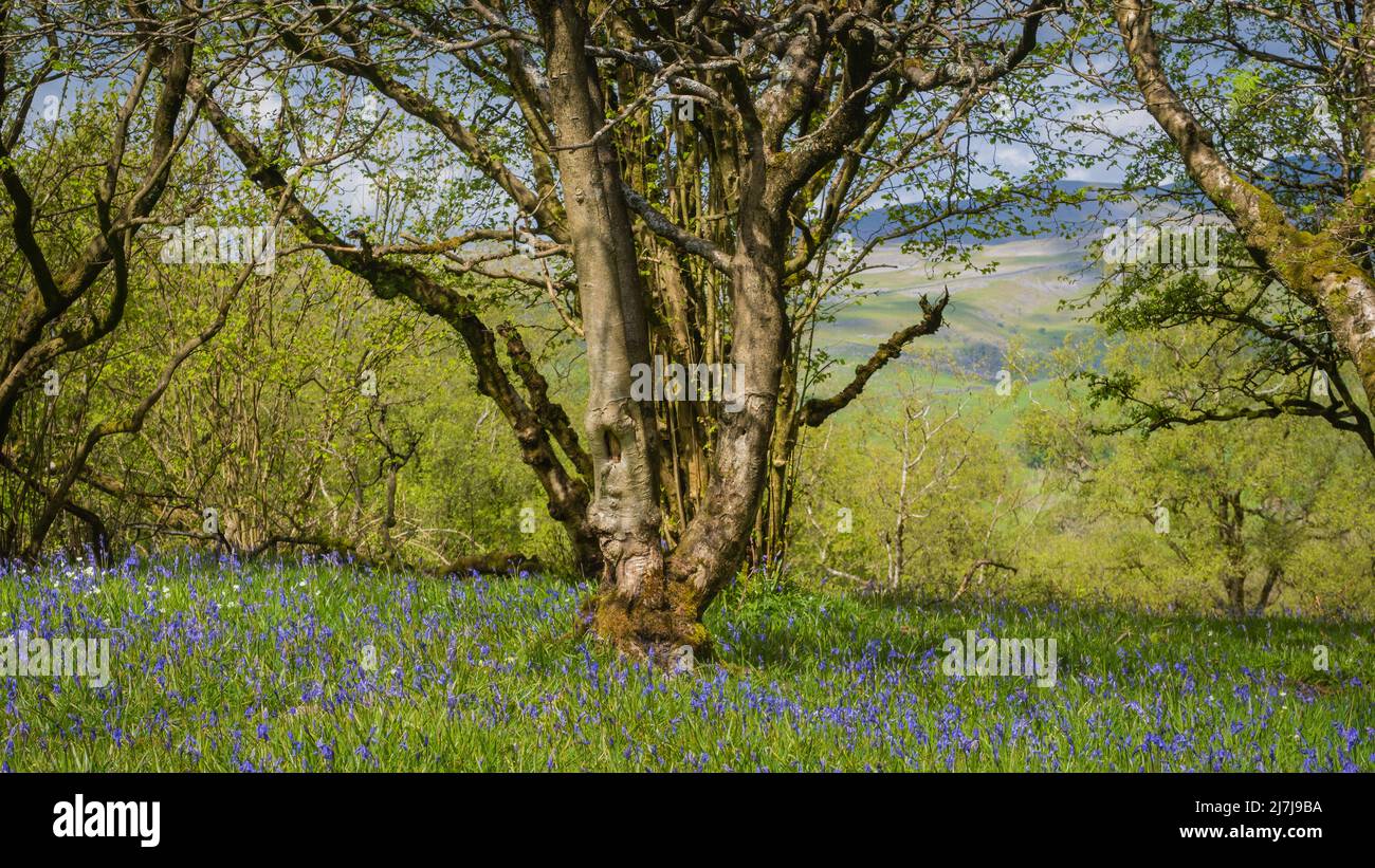 English bluebell die Blüten der einheimischen Bluebells sind eng glockenförmig, mit geradlinigen Blütenblättern, die an den Spitzen tief eingekräuselt sind Stockfoto