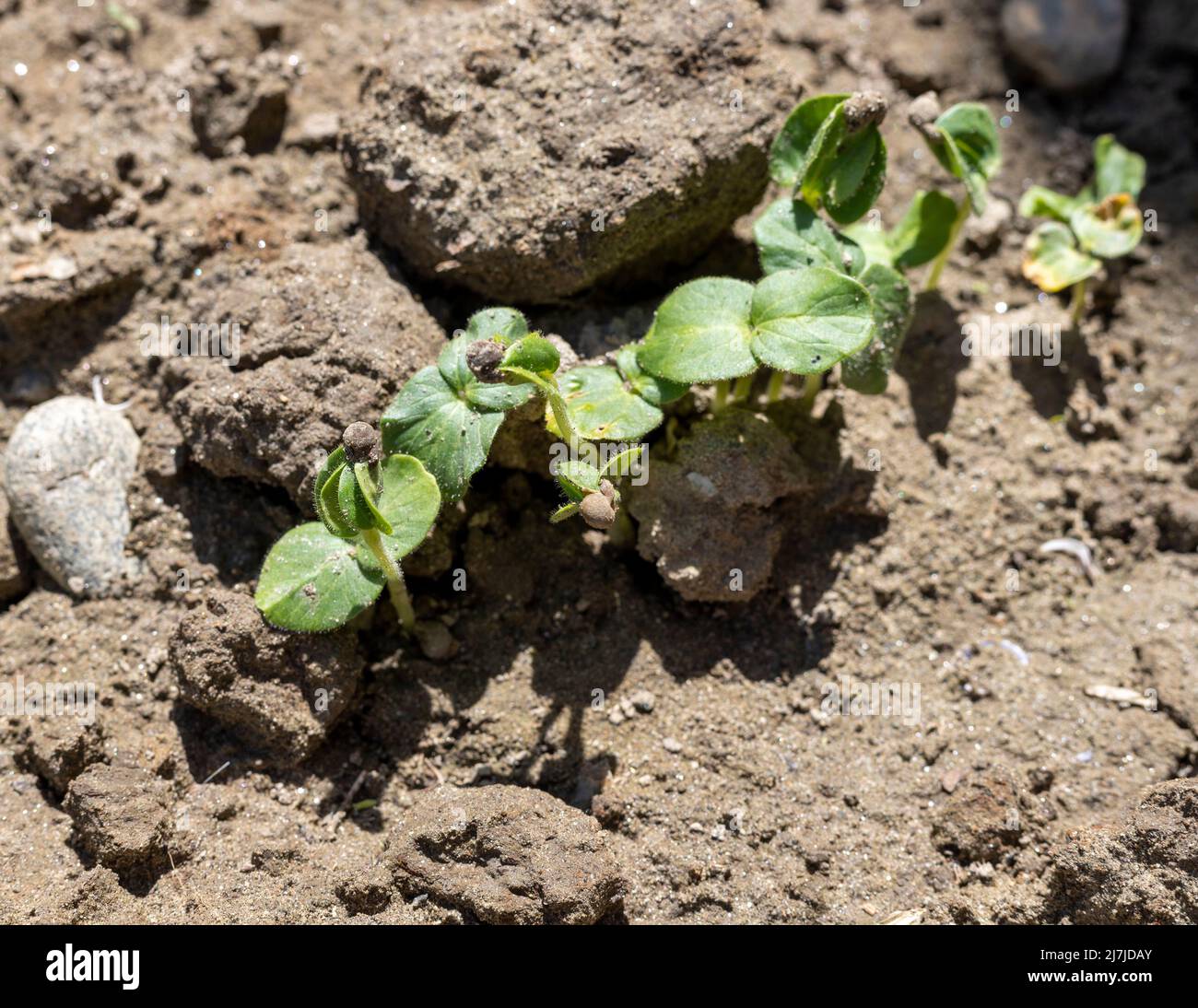 Auf einem Feld sprießen Okra- oder Marienfinger-Samen Stockfoto