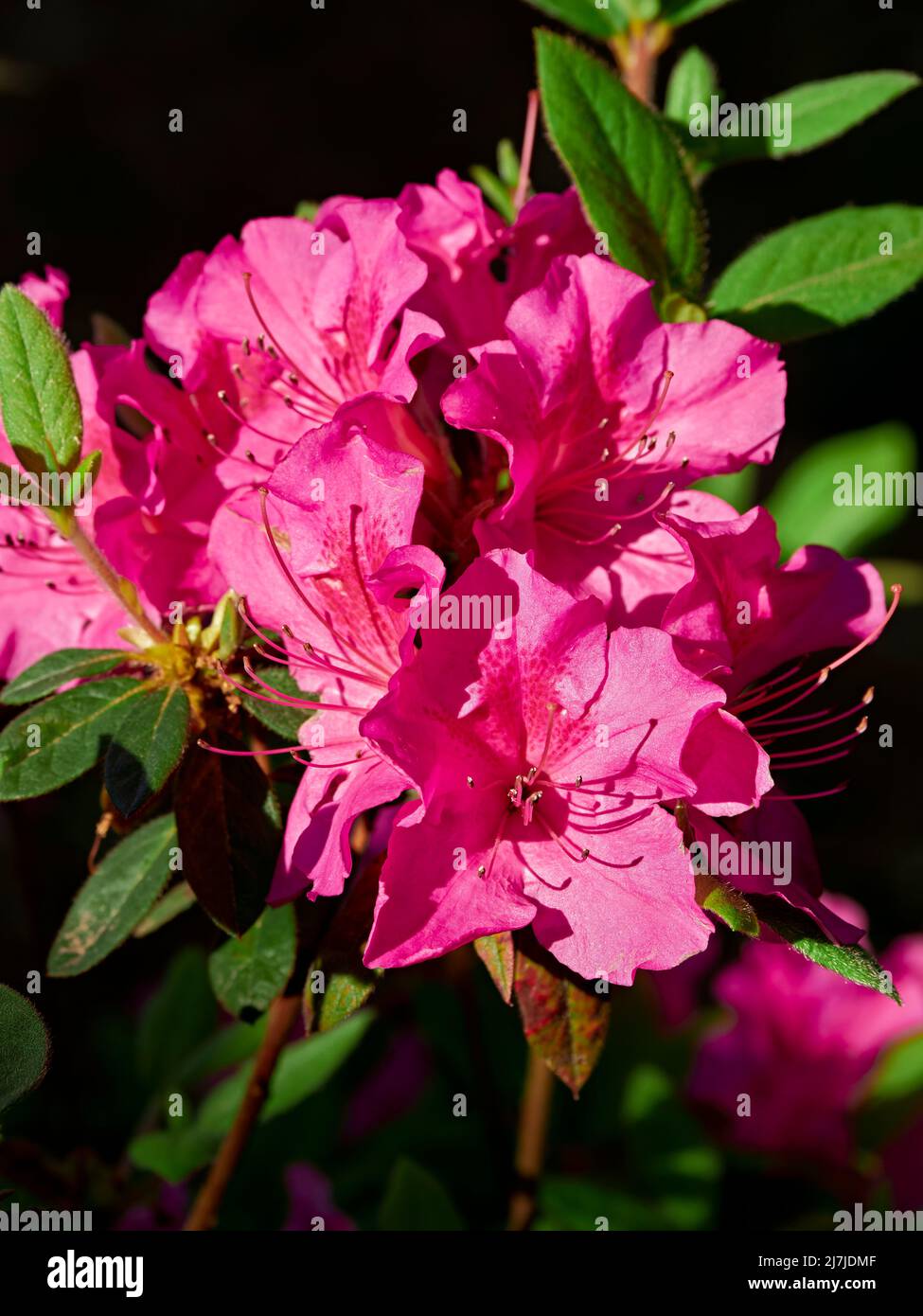 Das Wiederaufblühen von Azaleen oder das Aufblühen von rosa Azaleen, einer Rhododendronblüte in einem Garten in Alabama, USA. Stockfoto