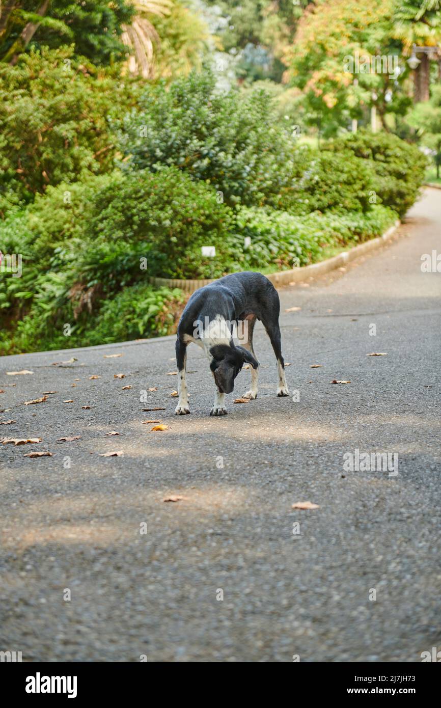 Ein schwarzer Hund sitzt auf dem Bürgersteig Stockfoto