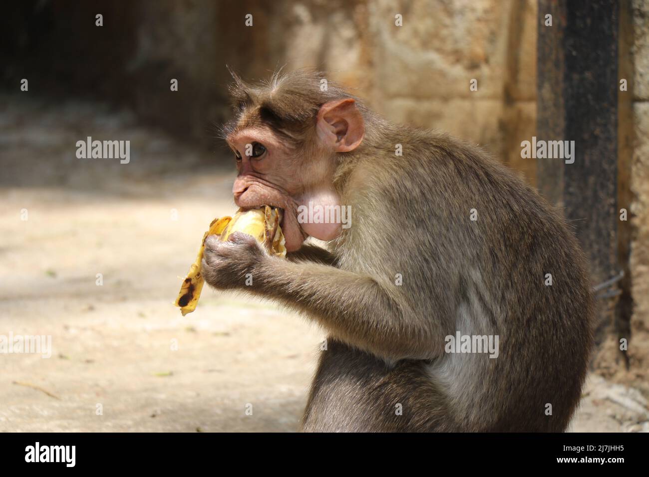 Affen essen Banane mit beiden Händen mit anderen Lebensmitteln bereits in den Mund gefüllt Stockfoto