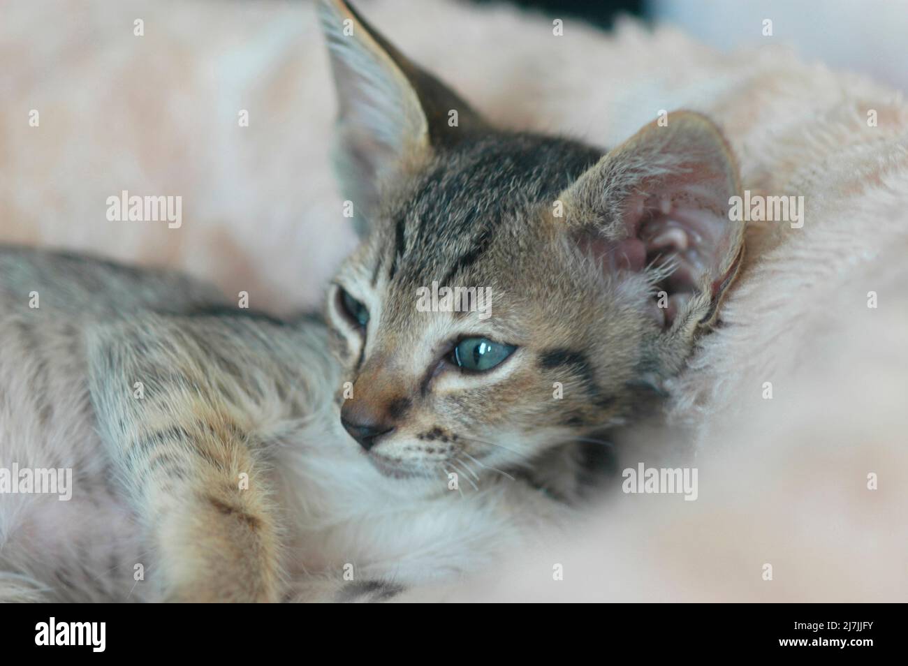 Cross Breed Misturke Kätzchen von Scotish Fold und Cornish Rex 13 Wochen alt Stockfoto