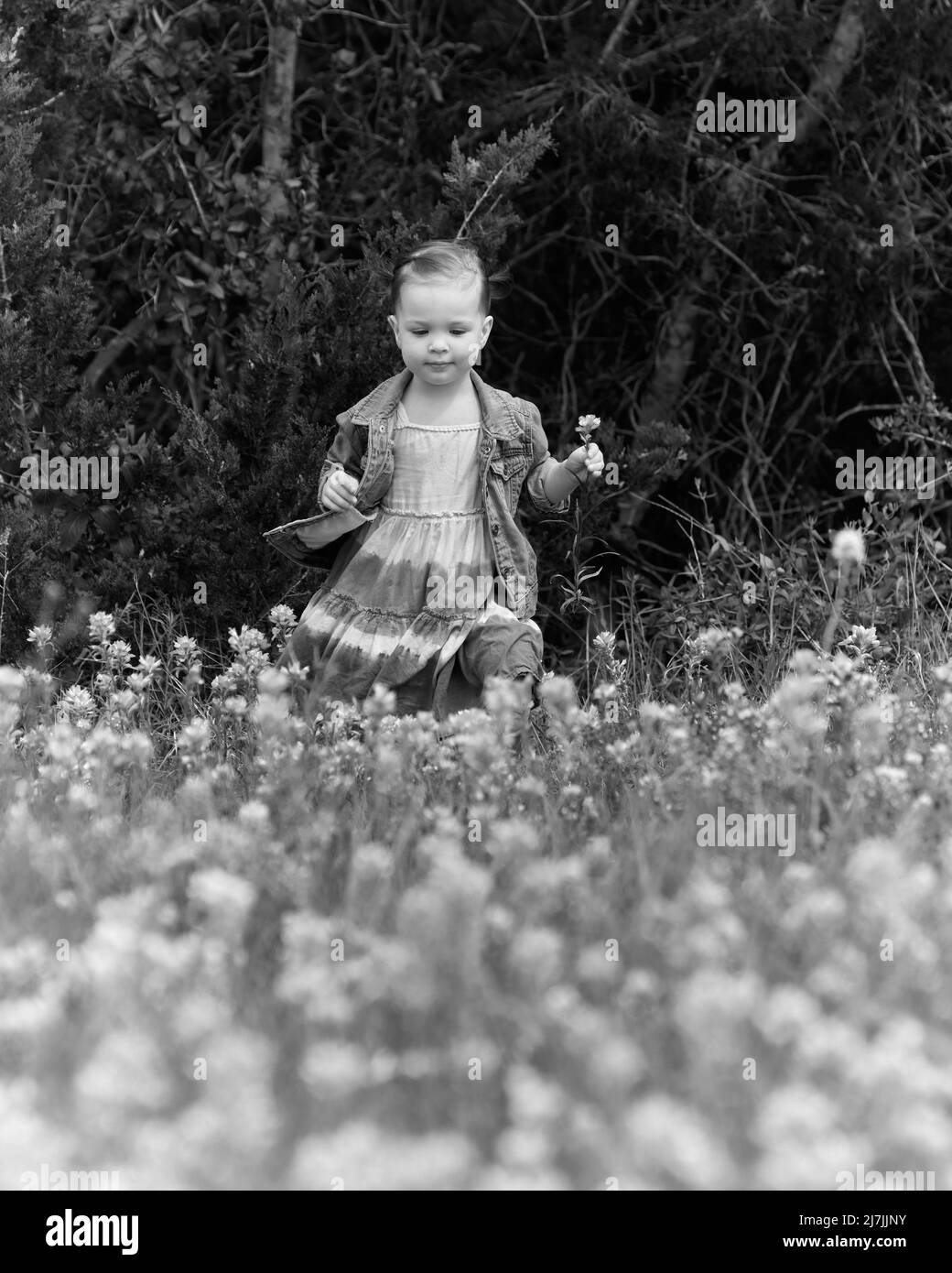 Ein wunderschönes Mädchen geht aus einem dunklen Wald in eine verträumte schwarz-weiße Landschaft mit texanischen Wildblumen. Stockfoto