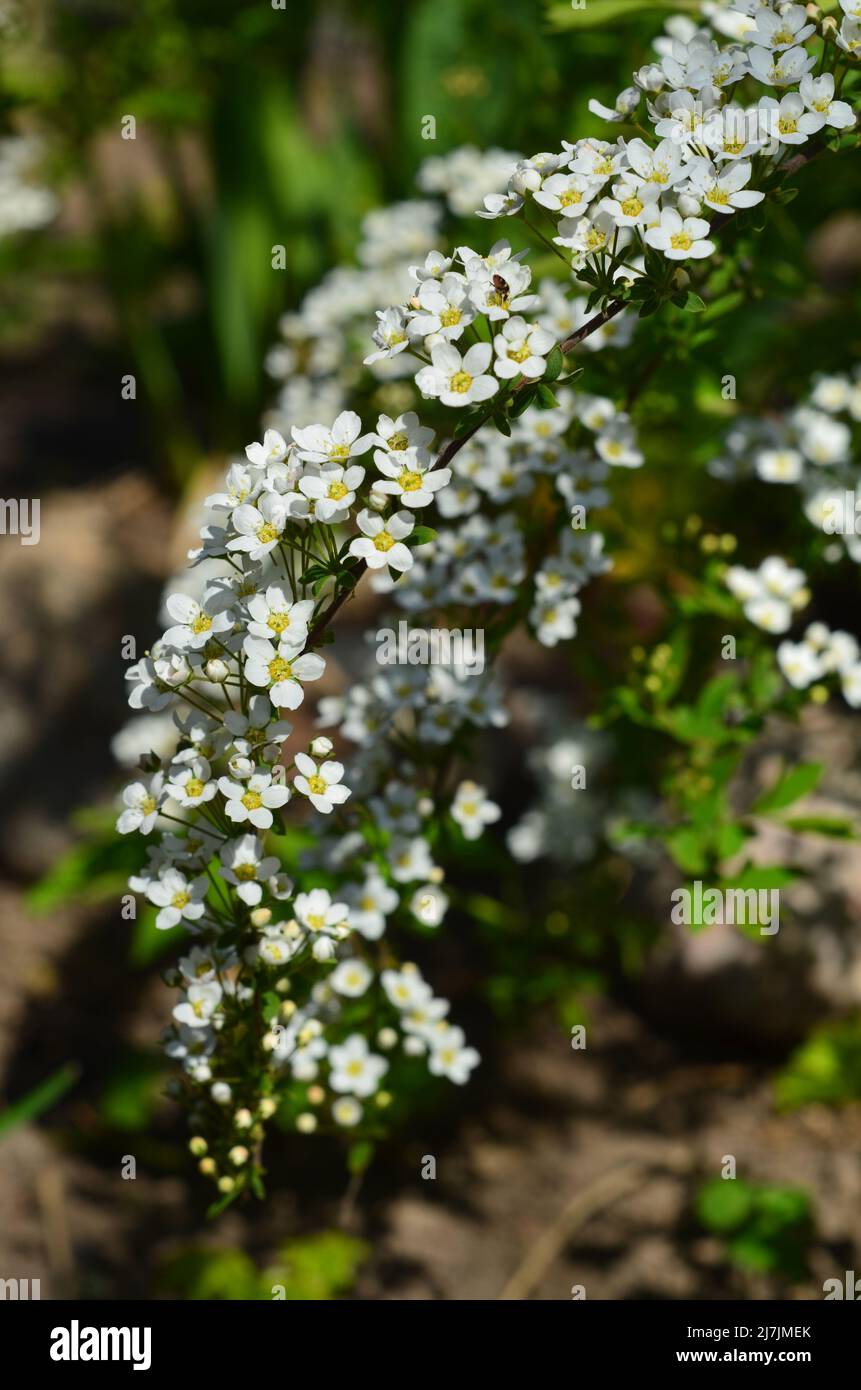 Weiße Blumen auf einem Busch Stockfoto