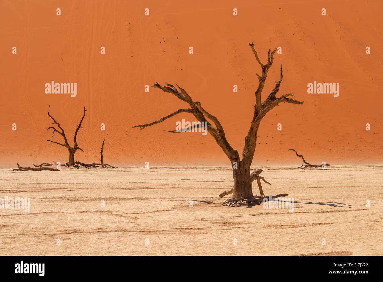 Getrockneter Boden des Wüstensees mit toten Akazienbäumen vor einer roten Sanddüne in Deadvlei, Namibia Stockfoto