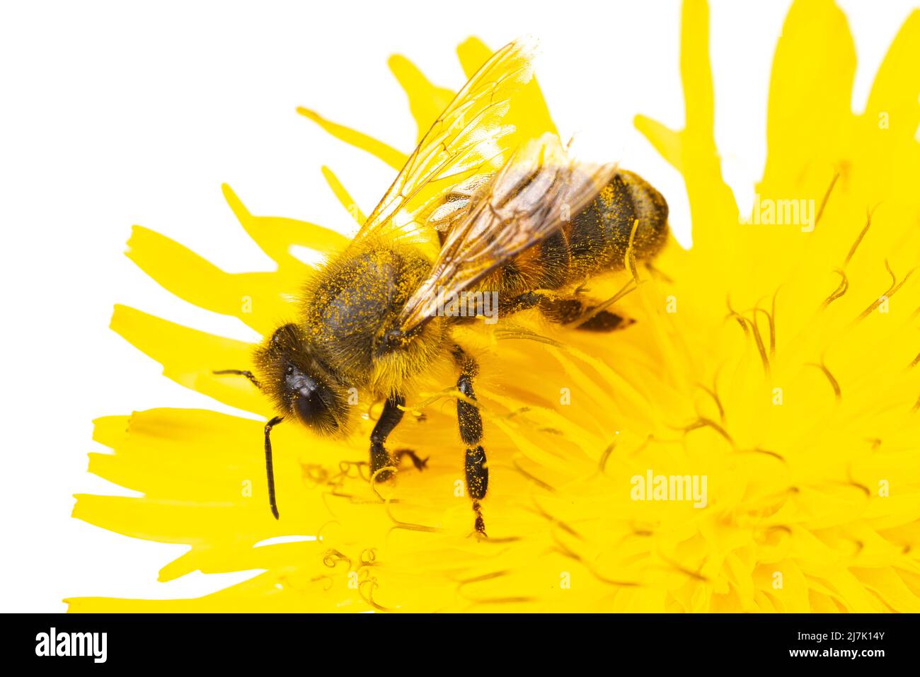 Insekten Europas - Bienen: Makro der europäischen Honigbiene ( APIs mellifera) isoliert auf weißem Hintergrund auf einer gelben Blume sitzend Stockfoto
