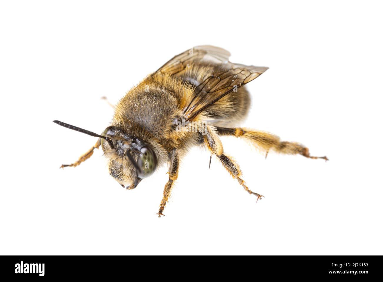 Insekten Europas - Bienen: Makro weiblicher Anthophora crinipes (Pelzbienen) isoliert auf weißem Hintergrund - Draufsicht Stockfoto
