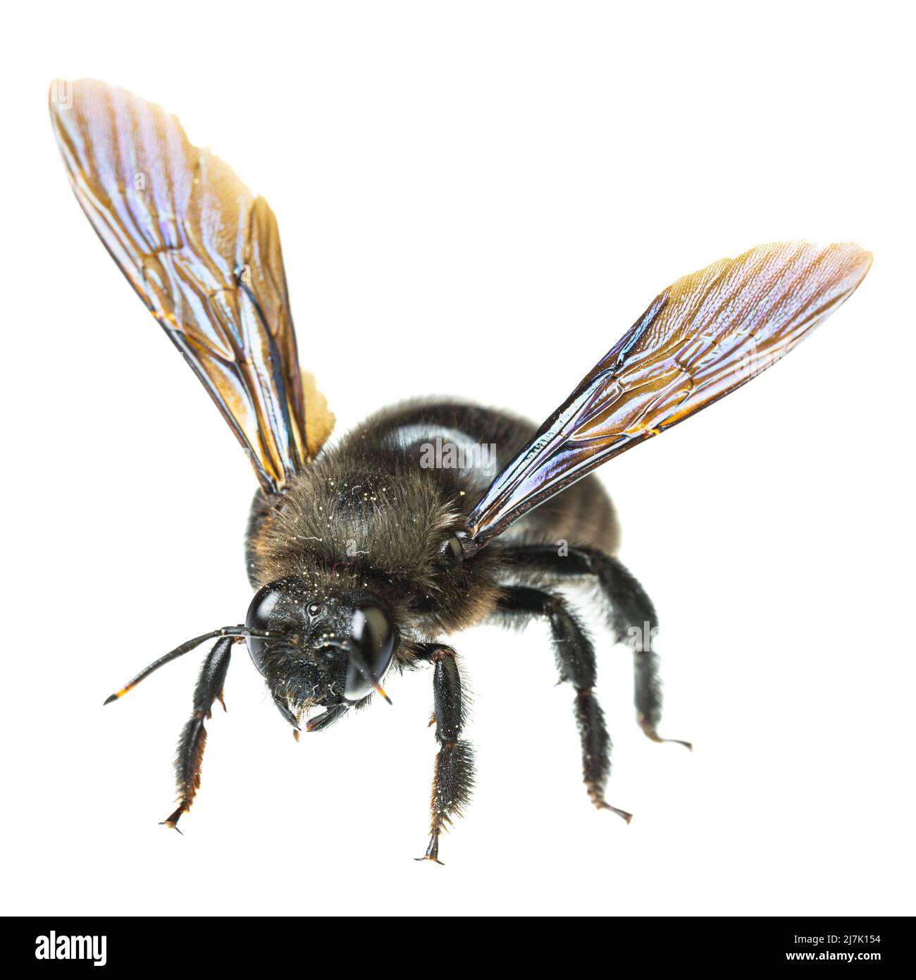 Insekten Europas - Bienen: Makro der männlichen violetten Zimmermannsbiene (Xylocopa violacea german Blauschwarze Holzbiene) isoliert auf weißem Hintergrund Stockfoto