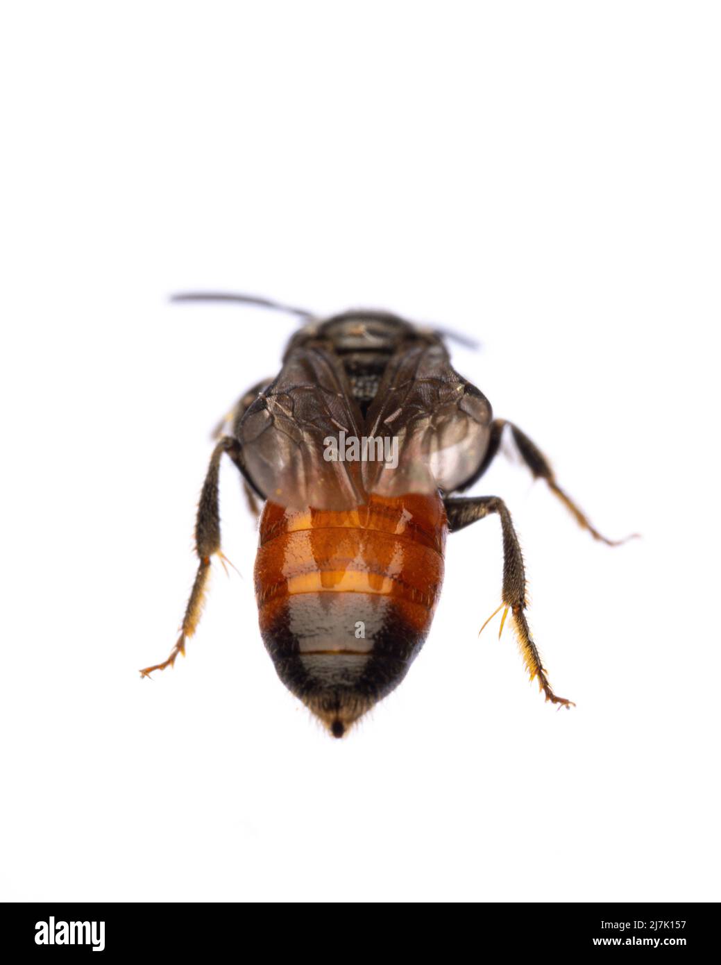 Insekten Europas - Bienen: Rückansicht von Blutbiene Spekoden (deutsches Blutbiene) isoliert auf weißem Hintergrund mit Stockfoto