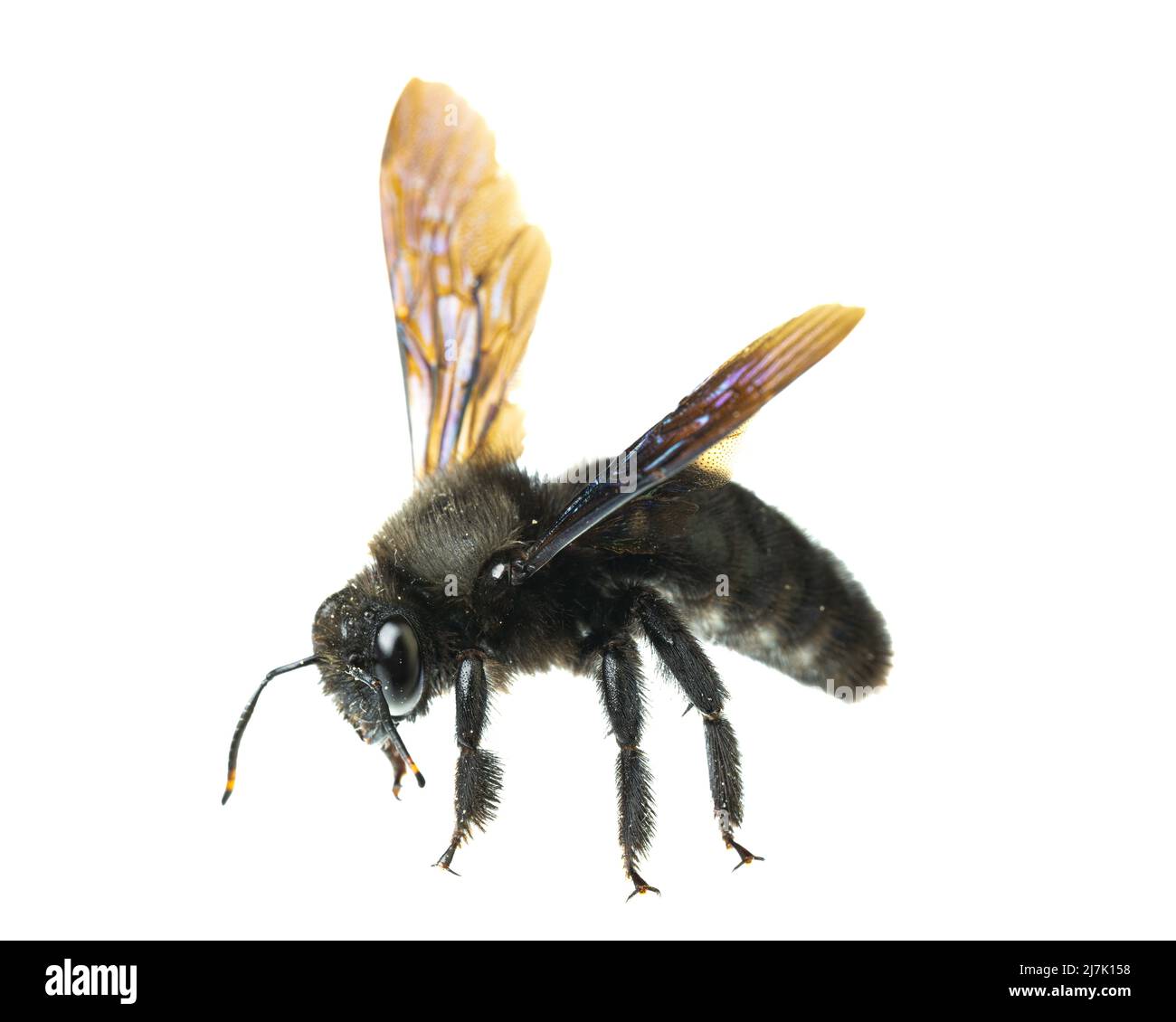 Insects of europe - Bienen: Seitenansicht der männlichen violetten Zimmermannsbiene (Xylocopa violacea german Blauschwarze Holzbiene), isoliert auf weißem Backgrou Stockfoto