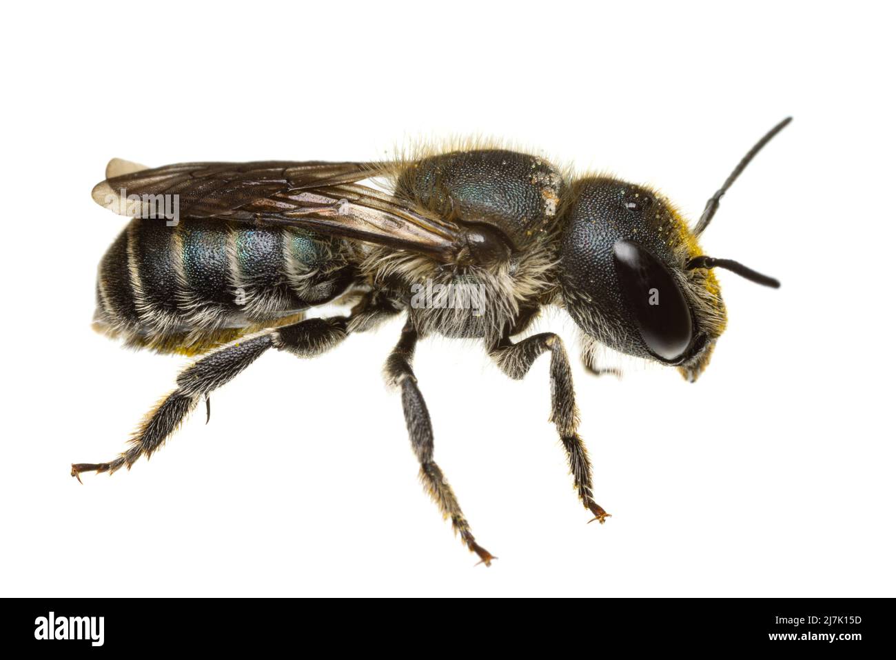 Insekten Europas - Bienen: Seitenansicht der weiblichen Osmia caerulescens-Blaumauerbiene isoliert auf weißem Hintergrund - Rückseite V Stockfoto