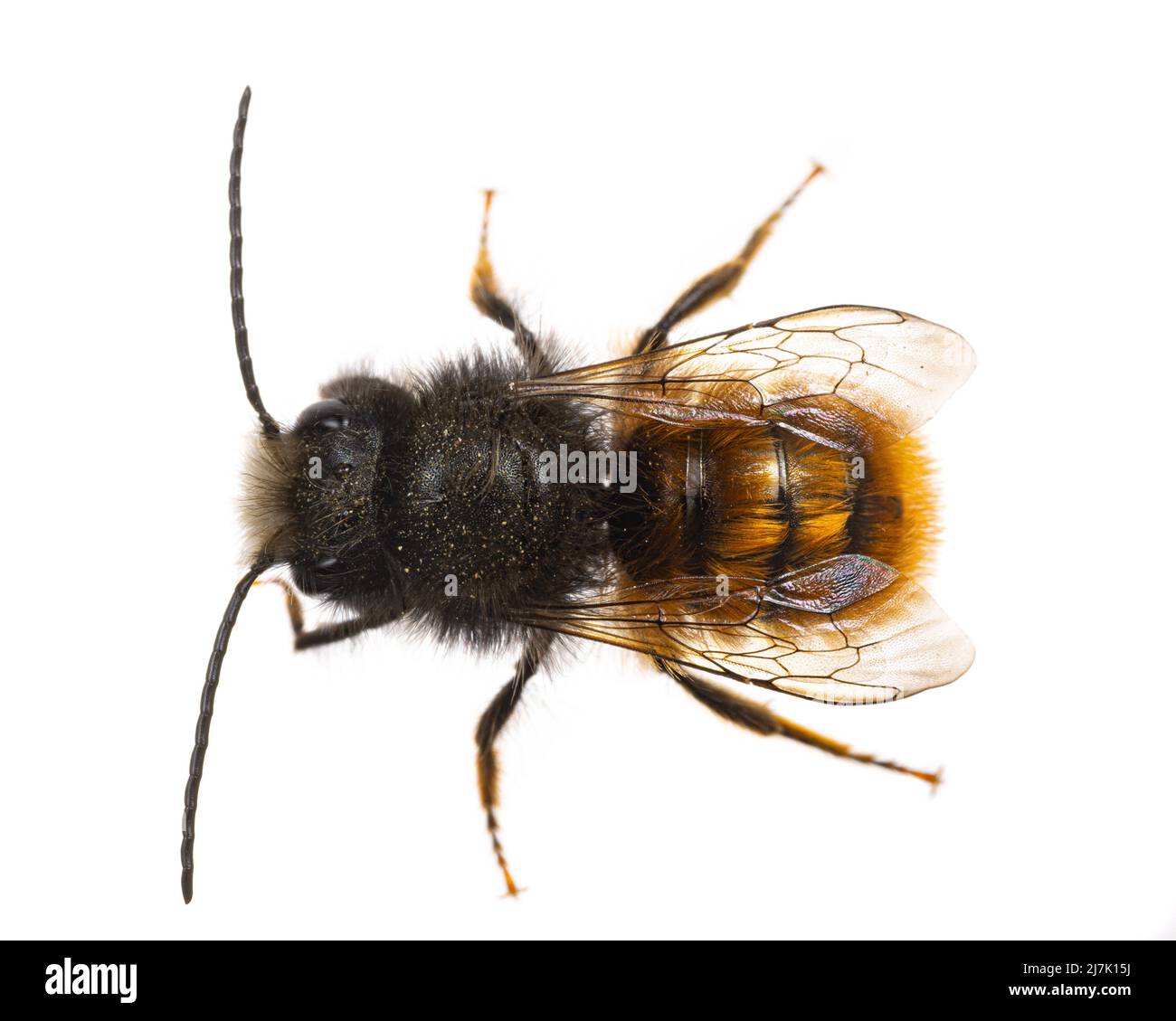 Insects of europe - Bienen: Makro der männlichen Osmia cornuta Europäische Obstbiene (deutsche Gehoerte Mauerbiene) isoliert auf weißem Hintergrund Stockfoto