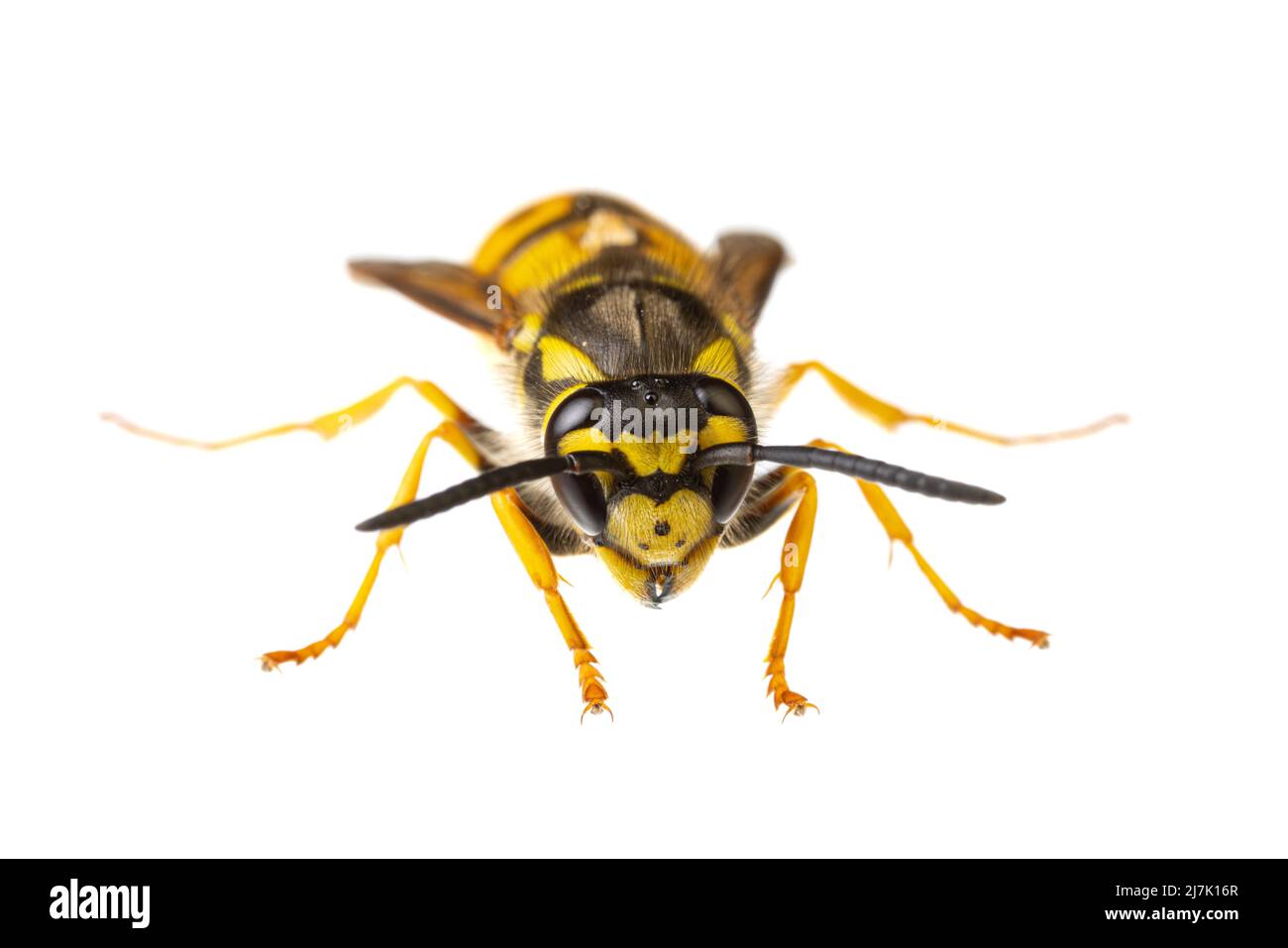 Insects of europe - Wespen: Makro der Vespula germanica deutsche Wespe europäische Wespe isoliert auf weißem Hintergrund Vorderansicht Stockfoto