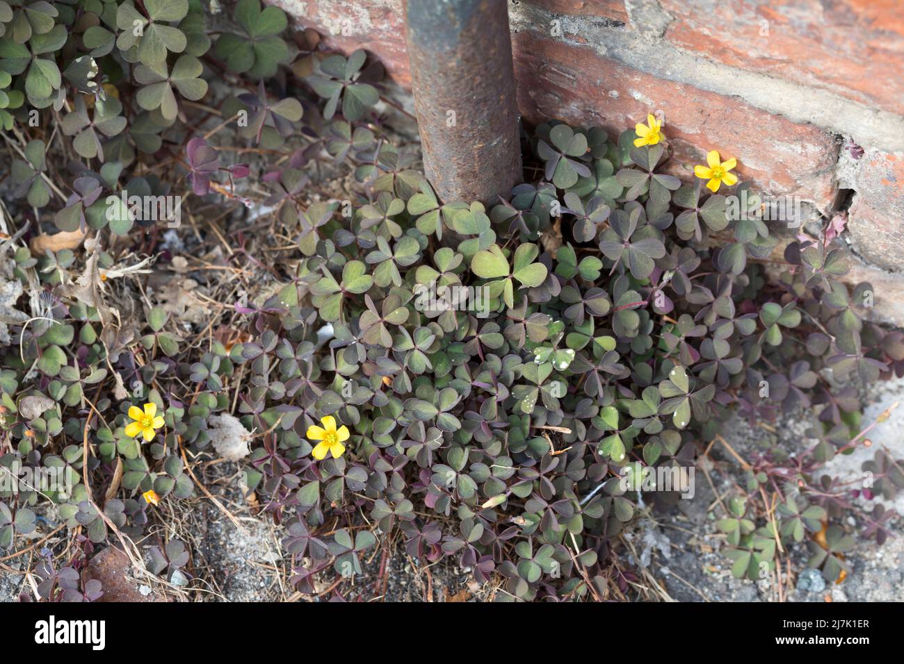 Horn-Sauerklee, in den Fugen, Ritzen von Pflastersteinen in einer Stadt, Gehörter Sauerklee, Hornsauerklee, Hornfrüher Sauerklee, Oxalis cornicul Stockfoto