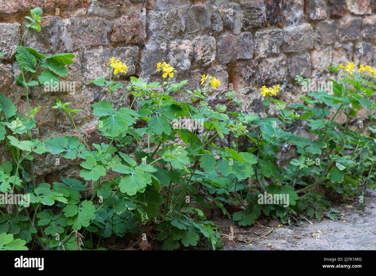 Schöllkraut, in den Fugen von Kopfsteinpflaster, Schöll-Kraut, großes Schöllkraut, Chelidonium majus, Greater Celandine, La Grande Chélidoine, La Gran Stockfoto