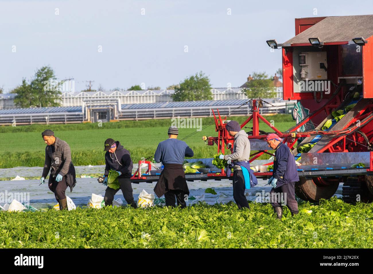 In Tarleton, Lancashire, UK Weather, werden in der ersten Saison Salatfrüchte geerntet. 10 Mai 2022. Osteuropäische Wanderarbeiter reisen jedes Jahr nach Tarleton, um beim Anbau und der Ernte von Salatpflanzen zu helfen, die dann an große britische Supermärkte verkauft werden. Zu den Arbeitgebern in der Landwirtschaft gehören Landwirte, landwirtschaftliche Genossenschaften, grüne Häuser und Baumschulen. Einige können Verträge mit landwirtschaftlichen Lohnunternehmen schließen, um die Einstellung und Bezahlung der ukrainischen Migranten- oder Saisonmannschaften zu beaufsichtigen. Quelle: MediaWorldImages/AlamyLiveNews Stockfoto