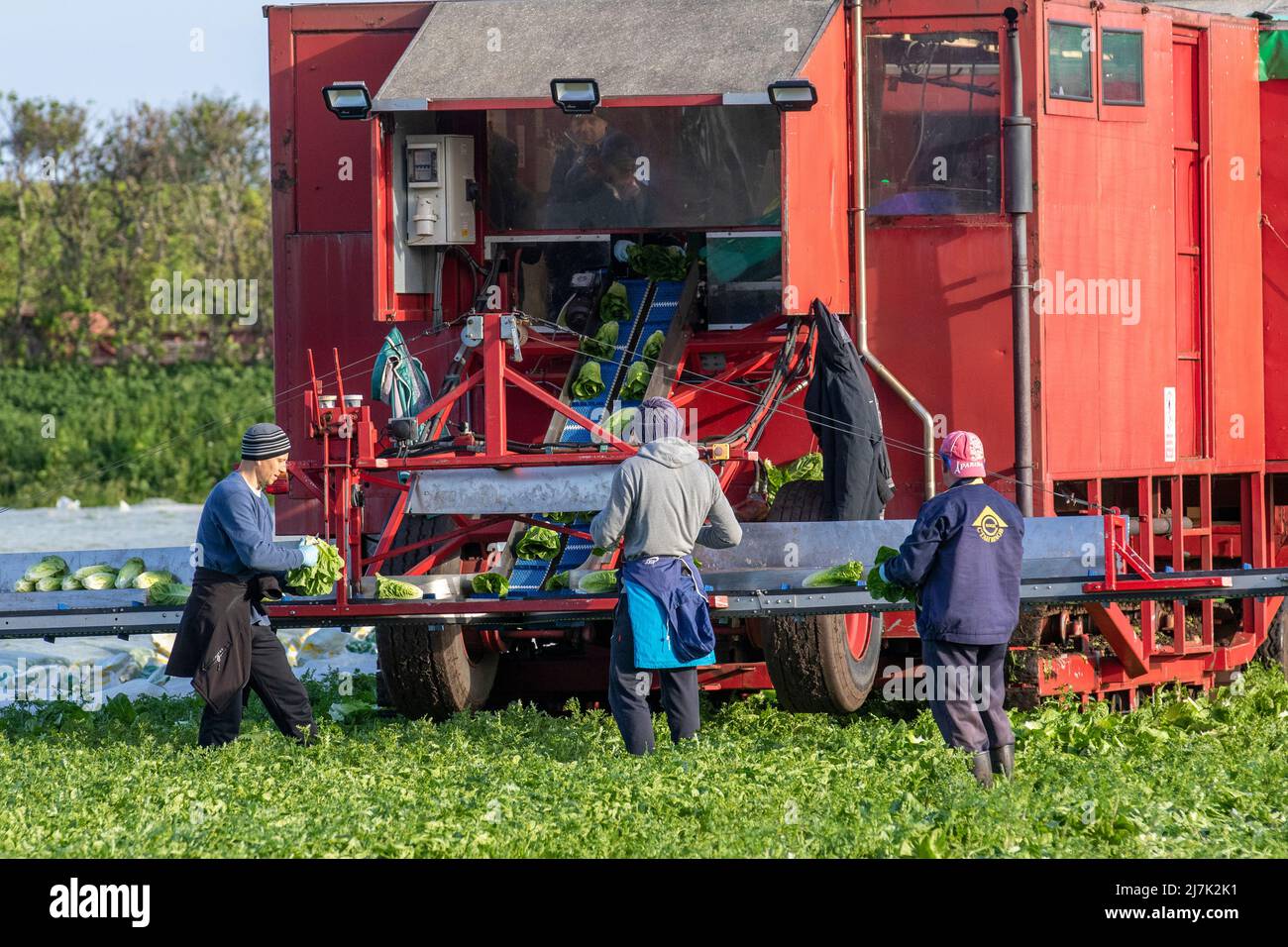In Tarleton, Lancashire, UK Weather, werden in der ersten Saison Salatfrüchte geerntet. 10 Mai 2022. Osteuropäische Wanderarbeiter reisen jedes Jahr nach Tarleton, um beim Anbau und der Ernte von Salatpflanzen zu helfen, die dann an große britische Supermärkte verkauft werden. Zu den Arbeitgebern in der Landwirtschaft gehören Landwirte, landwirtschaftliche Genossenschaften, grüne Häuser und Baumschulen. Einige können Verträge mit landwirtschaftlichen Lohnunternehmen schließen, um die Einstellung und Bezahlung der ukrainischen Migranten- oder Saisonmannschaften zu beaufsichtigen. Quelle: MediaWorldImages/AlamyLiveNews Stockfoto