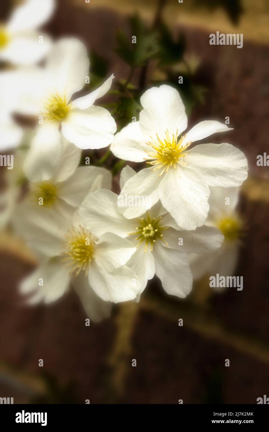 Nahaufnahme eines Blumenportraits von auffälligen Clematis x Cartmanii ‘Avalanche-Blumen Stockfoto