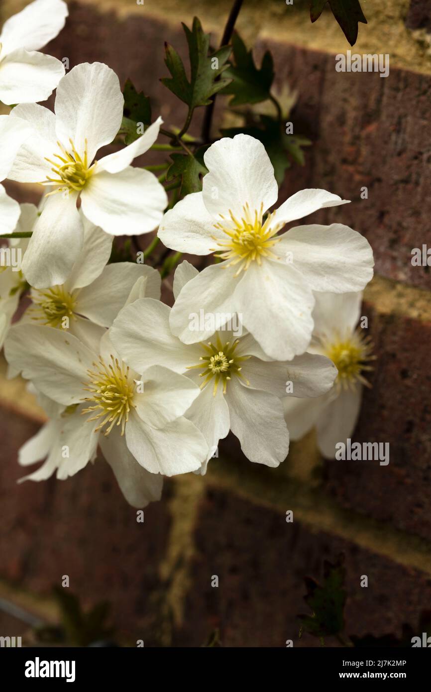 Close-up Blumenportrait von auffälligen Clematis x Cartmanii ‘Avalanche Blumen gegen Backsteinmauer Stockfoto