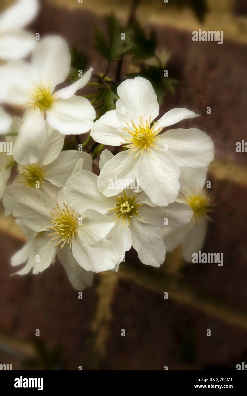 Nahaufnahme eines Blumenportraits von auffälligen Clematis x Cartmanii ‘Avalanche-Blumen Stockfoto
