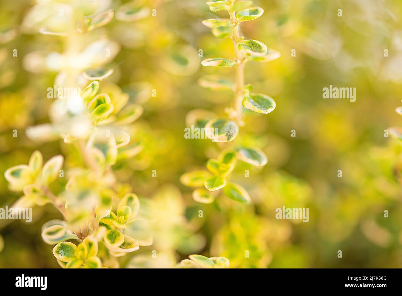 Verschwommener grüner Pflanzenhintergrund, Nahaufnahme der Thymianpflanze. Stockfoto