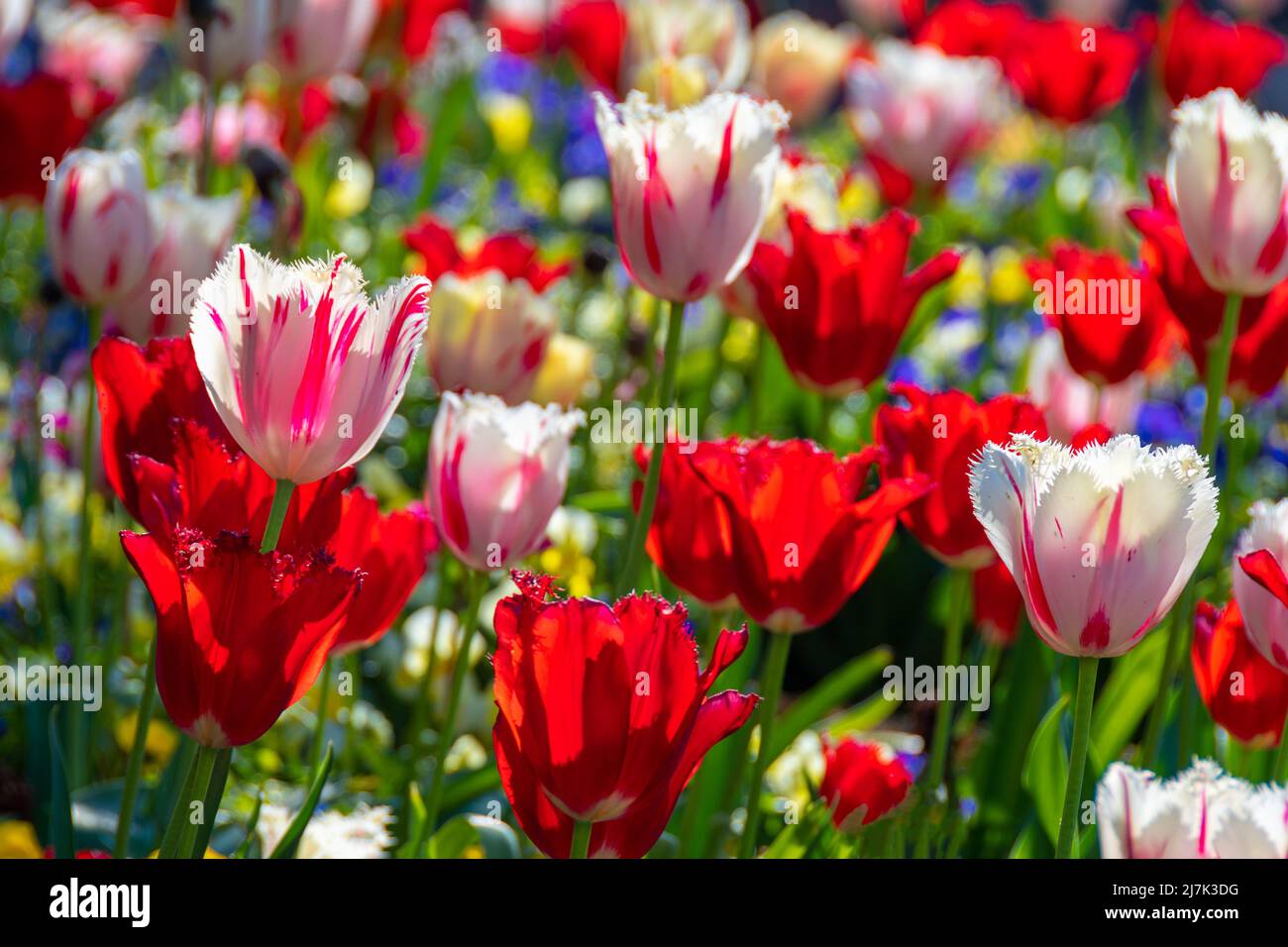 Helles und farbenfrohes Blumenbeet mit vielen Tulpen, einige davon rot und weiß, die anderen rot, im Licht eines Frühlingsnachmittages Stockfoto