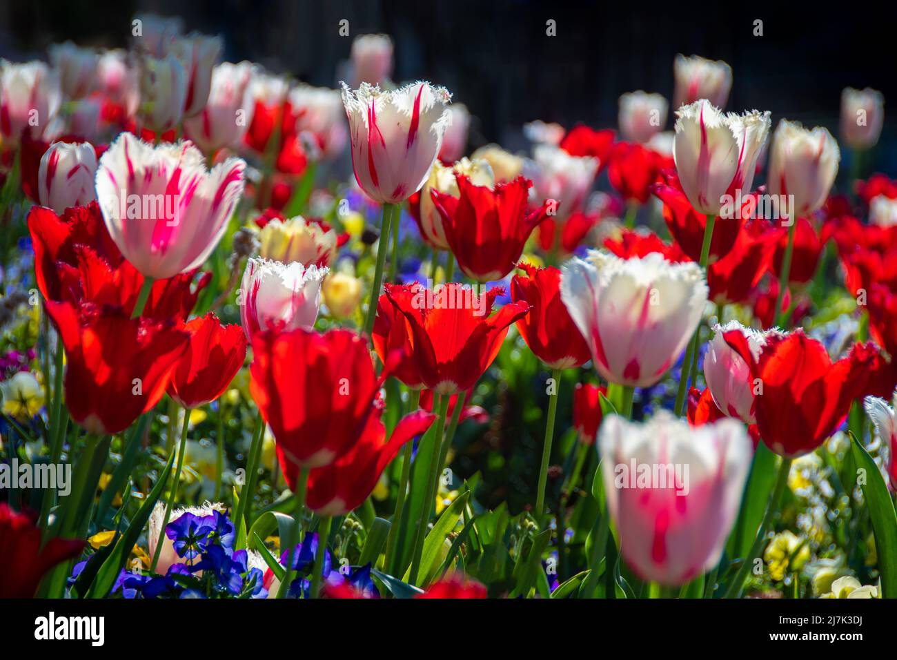 Helles und farbenfrohes Blumenbeet mit vielen Tulpen, einige davon rot und weiß, die anderen rot, im Licht eines Frühlingsnachmittages Stockfoto