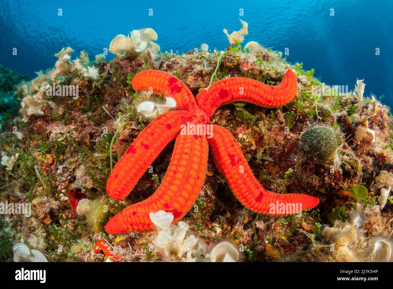 Lila Seestern, Echinaster sepositus, Insel Vis, Mittelmeer, Kroatien Stockfoto