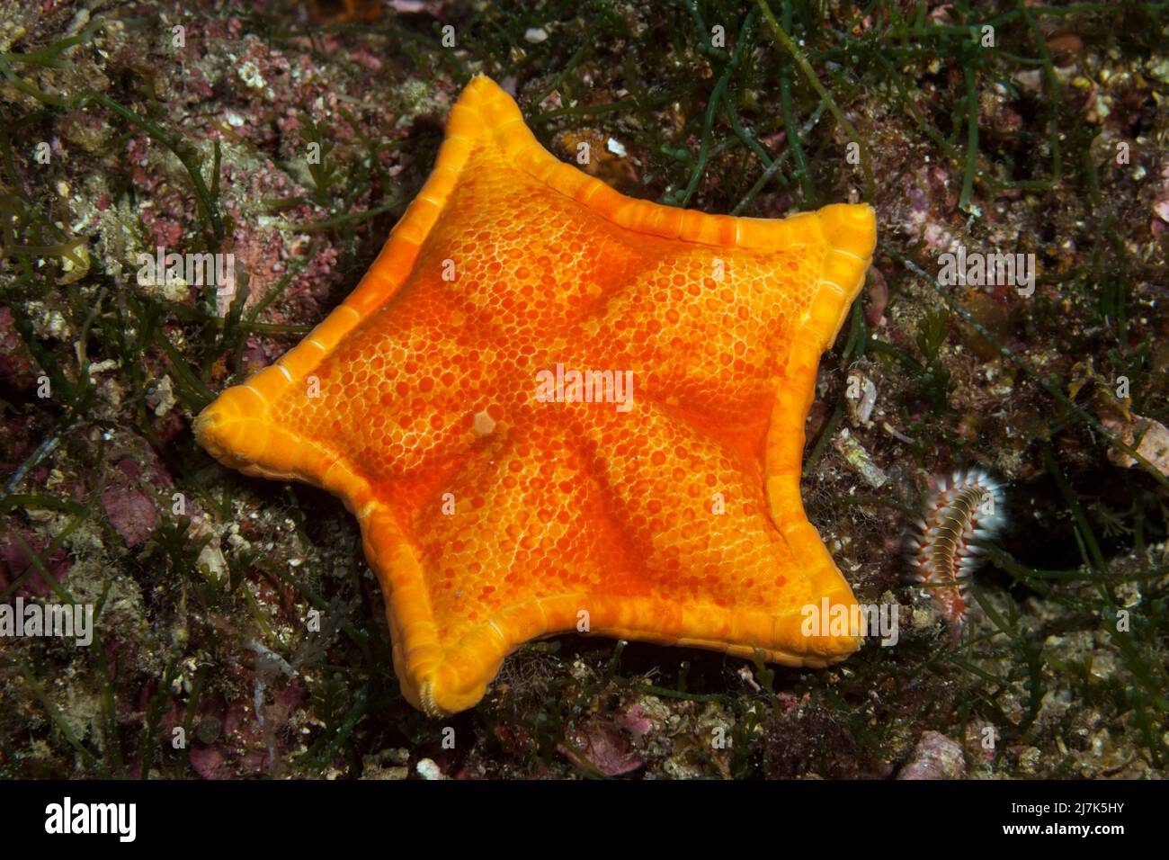 Kissen Seesterne, Asterina gibbosa, Insel Vis, Mittelmeer, Kroatien Stockfoto