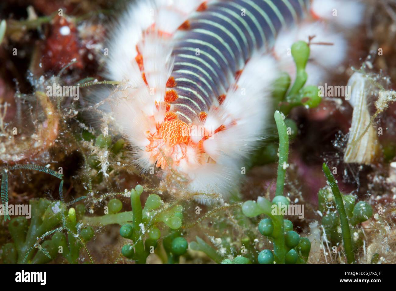 Feuerwurm, Hermodice carunculata, Insel Vis, Mittelmeer, Kroatien Stockfoto