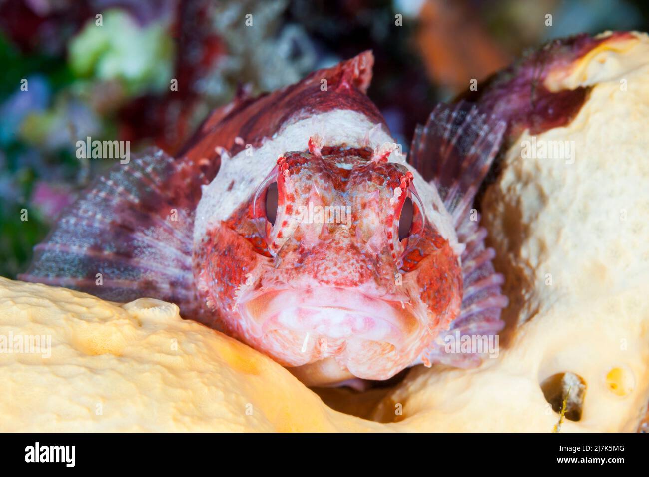 Kleine Felsenfische, Scorpaena notata, Insel Vis, Mittelmeer, Kroatien Stockfoto
