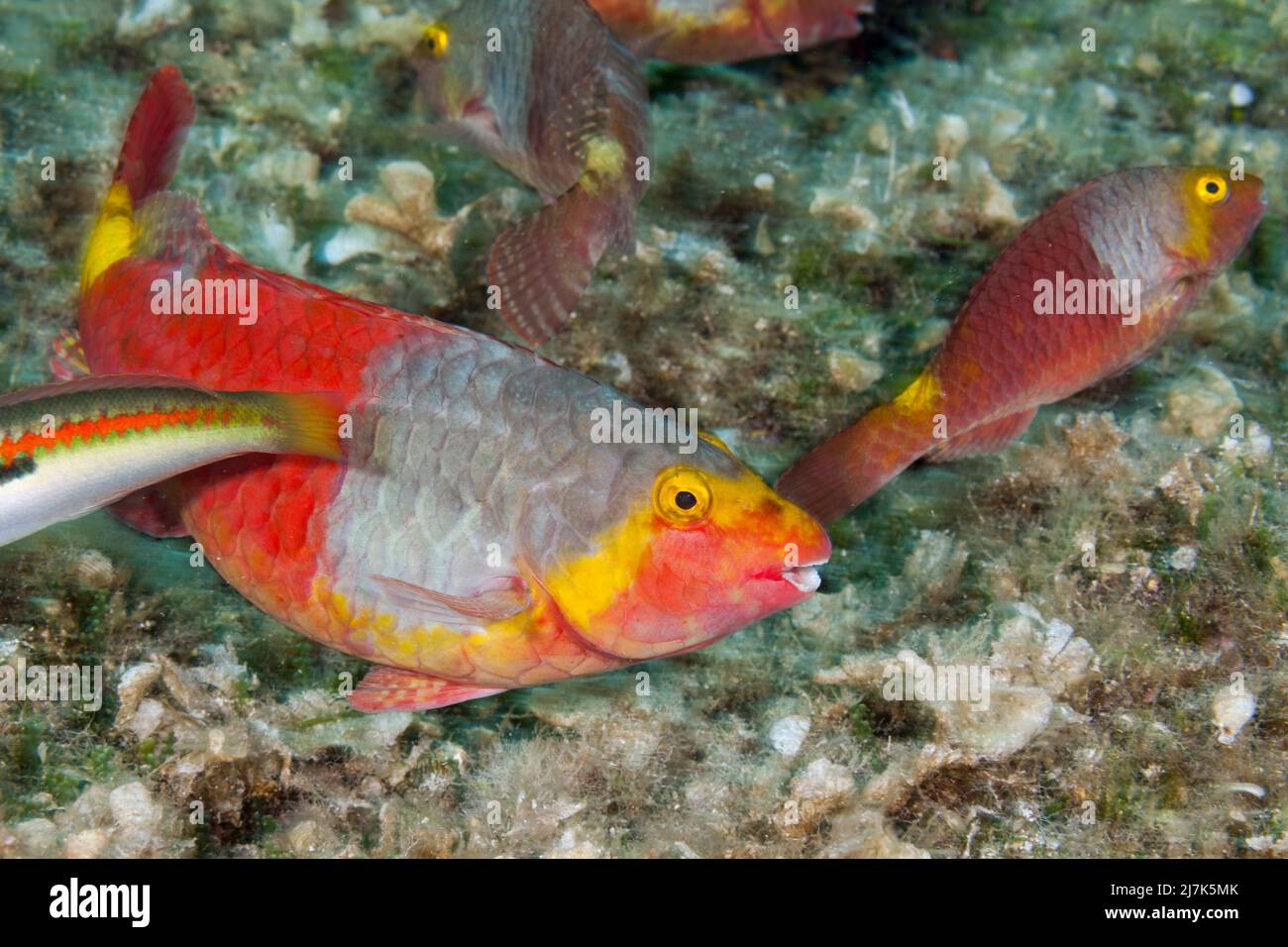 Weibliche mediterrane Papageienfische, Sparisoma cretense, Insel Vis, Mittelmeer, Kroatien Stockfoto