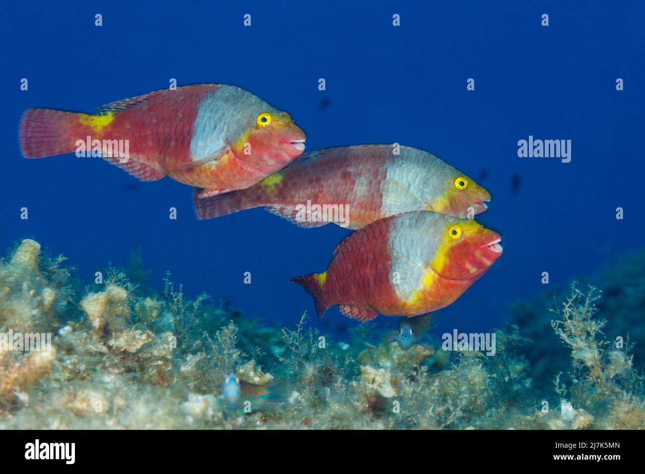 Weibliche mediterrane Papageienfische, Sparisoma cretense, Insel Vis, Mittelmeer, Kroatien Stockfoto
